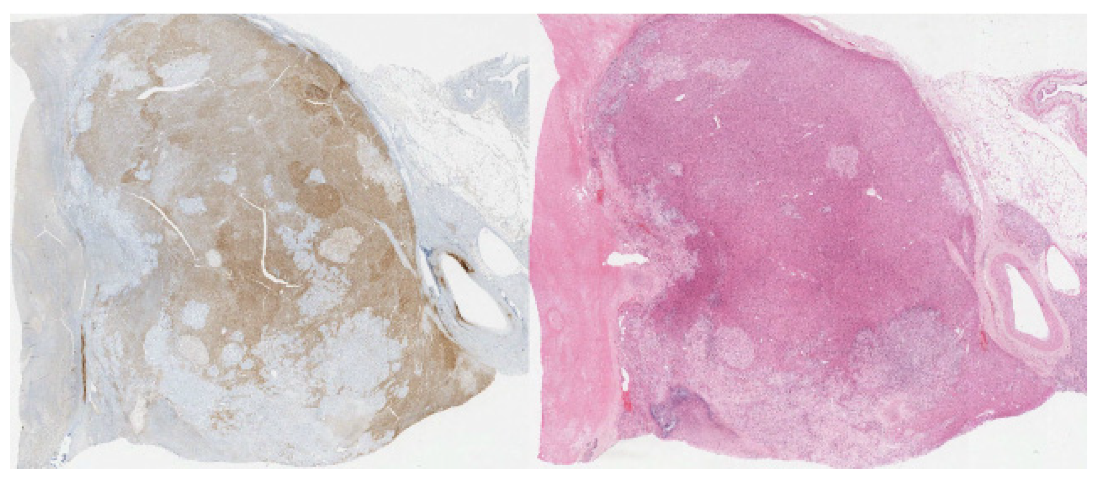 Diagnostics 12 02419 g007 Diagnostics 12 02419 g007