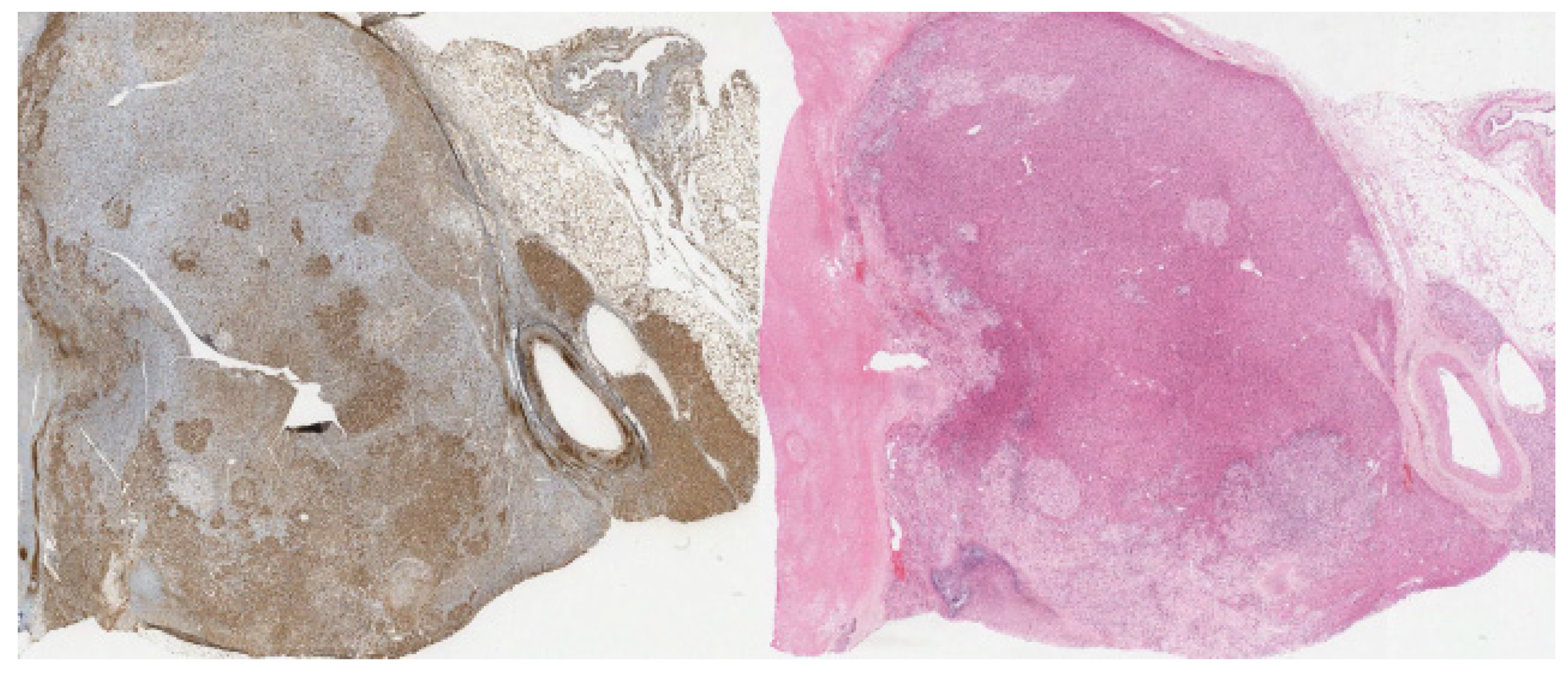 Diagnostics 12 02419 g008 Diagnostics 12 02419 g008