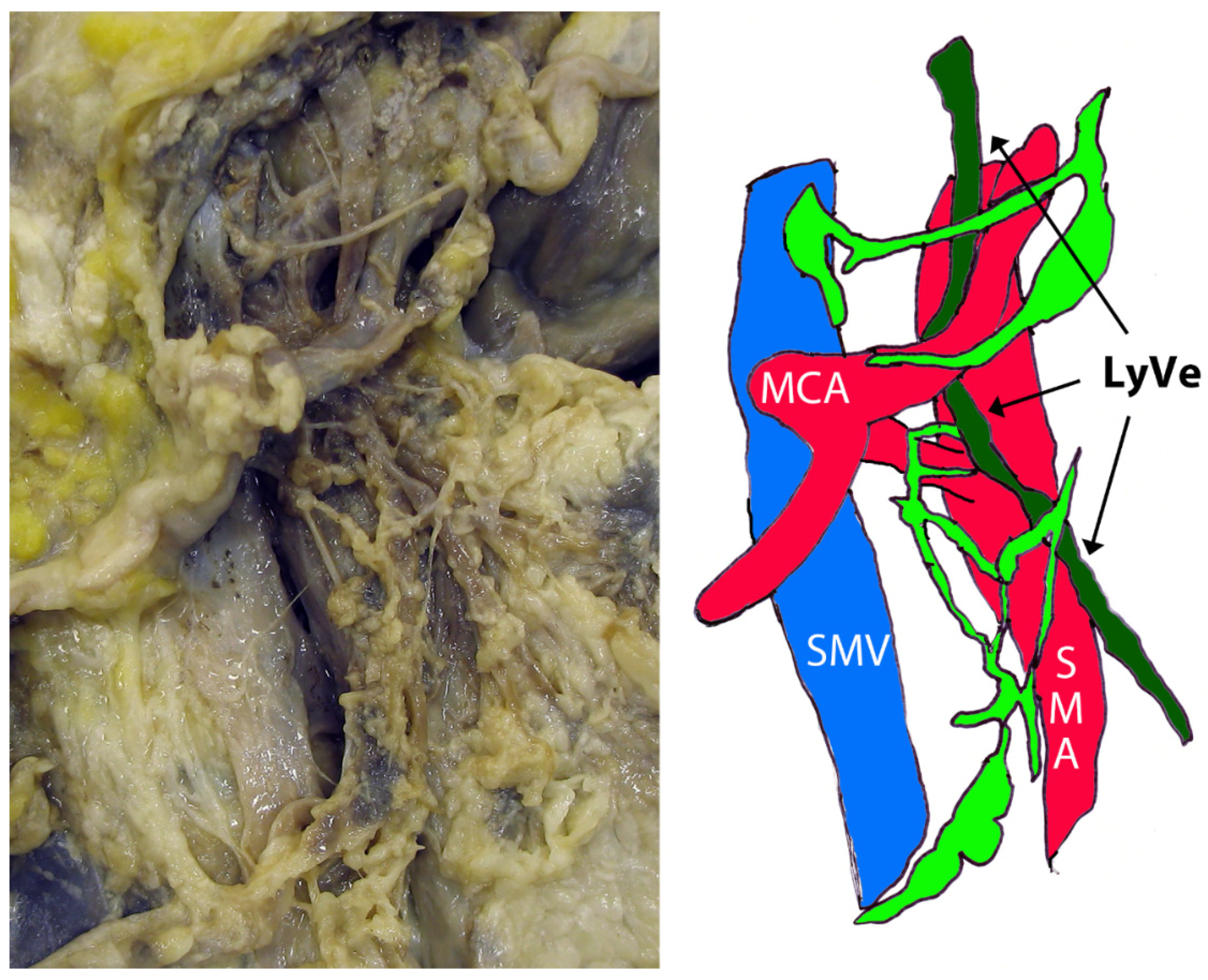 Diagnostics 12 02441 g001