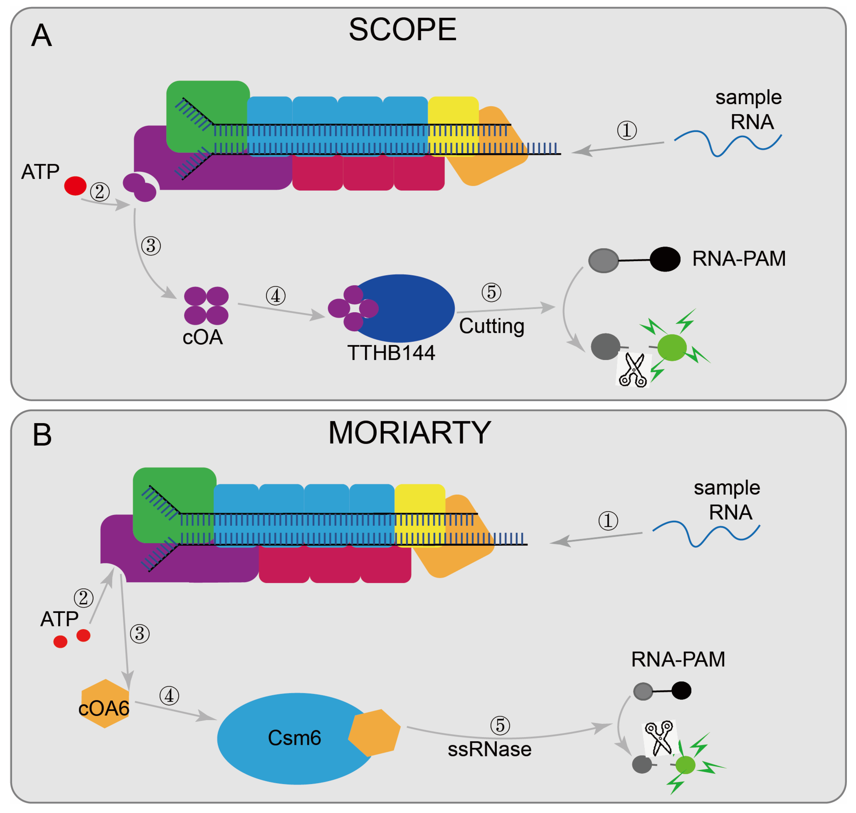 Diagnostics 12 02455 g007 Diagnostics 12 02455 g007