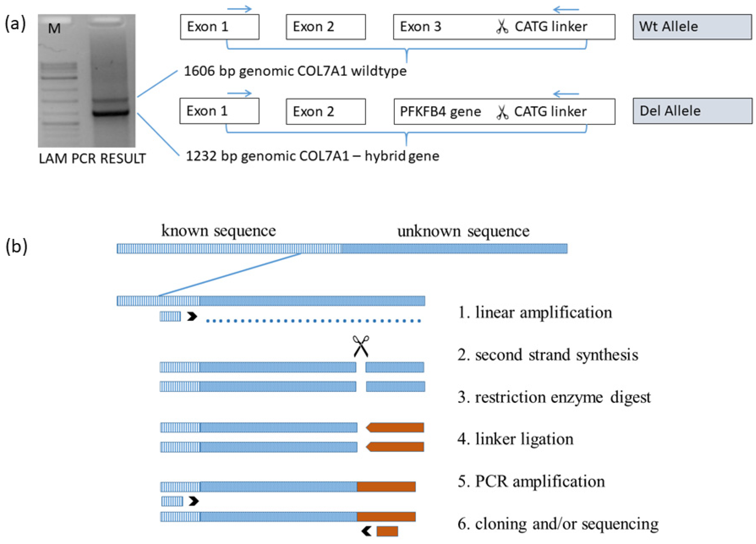 Diagnostics 12 02460 g002