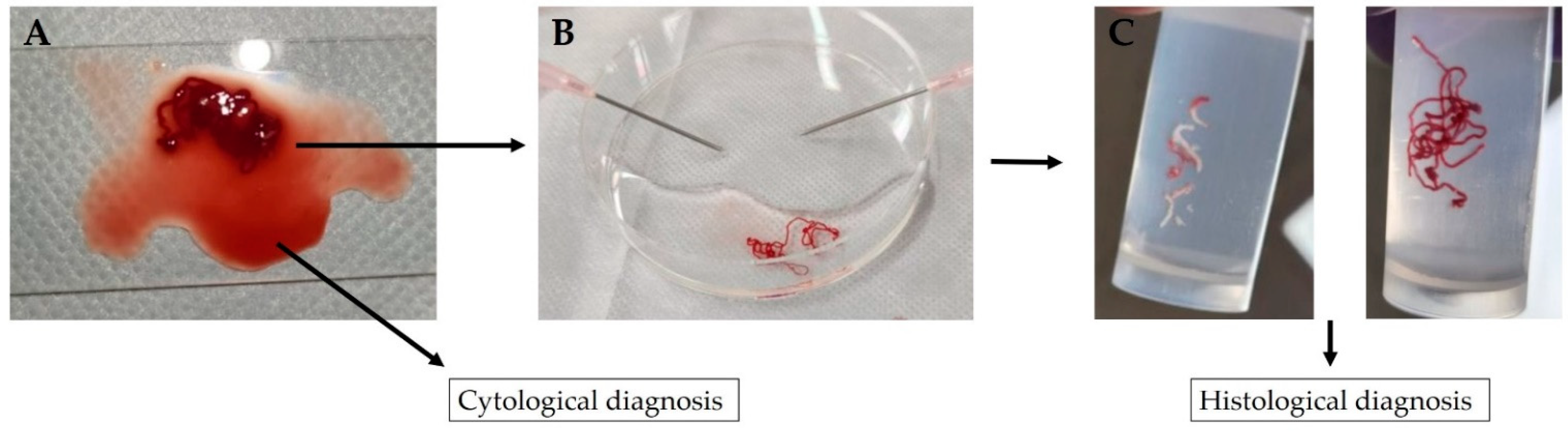 Diagnostics 12 02464 g001