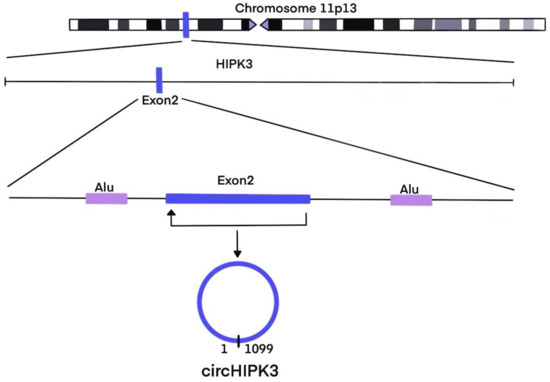 The Diagnostic and Therapeutic Role of Circular RNA HIPK3 in
