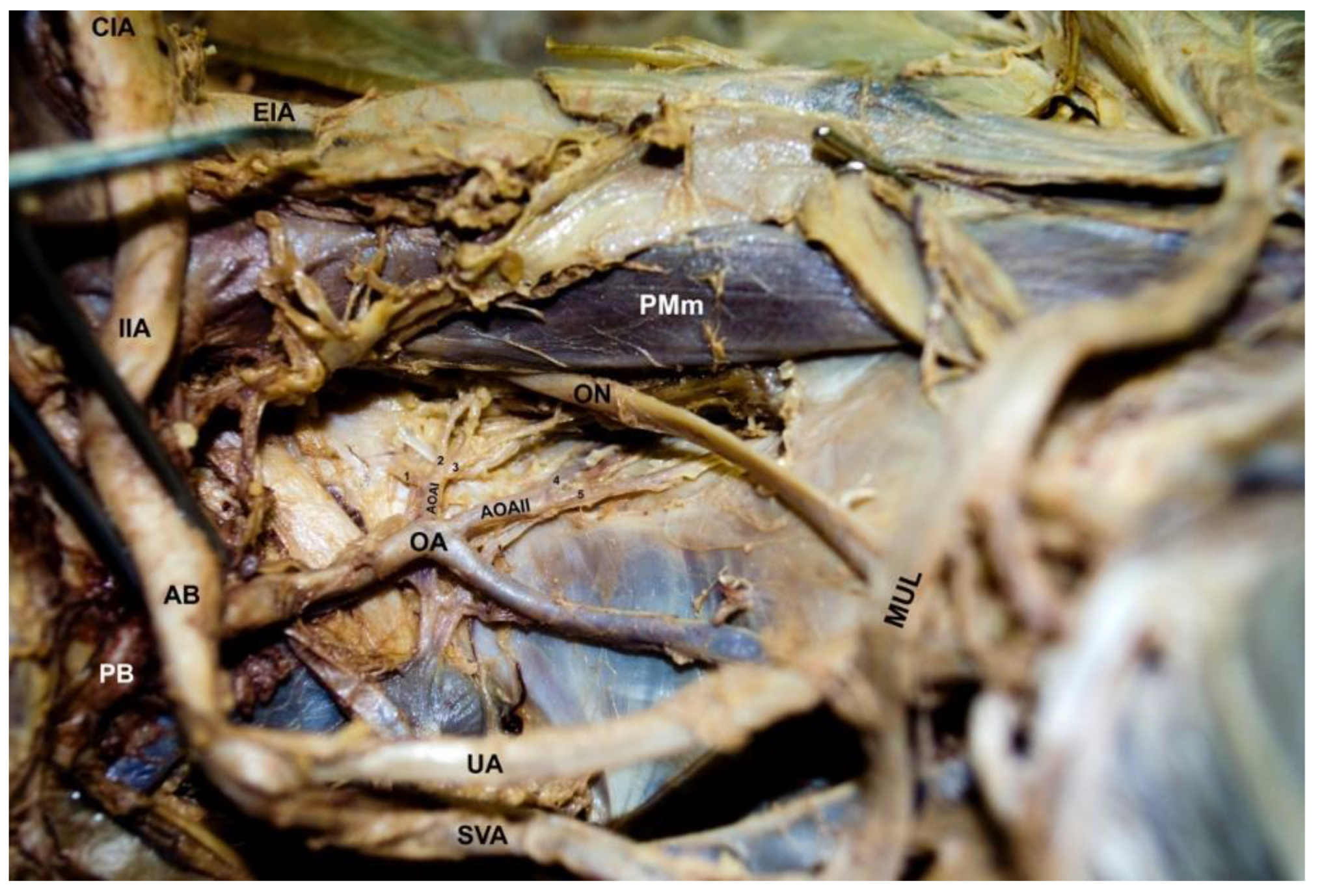 Diagnostics 12 02614 g002 550