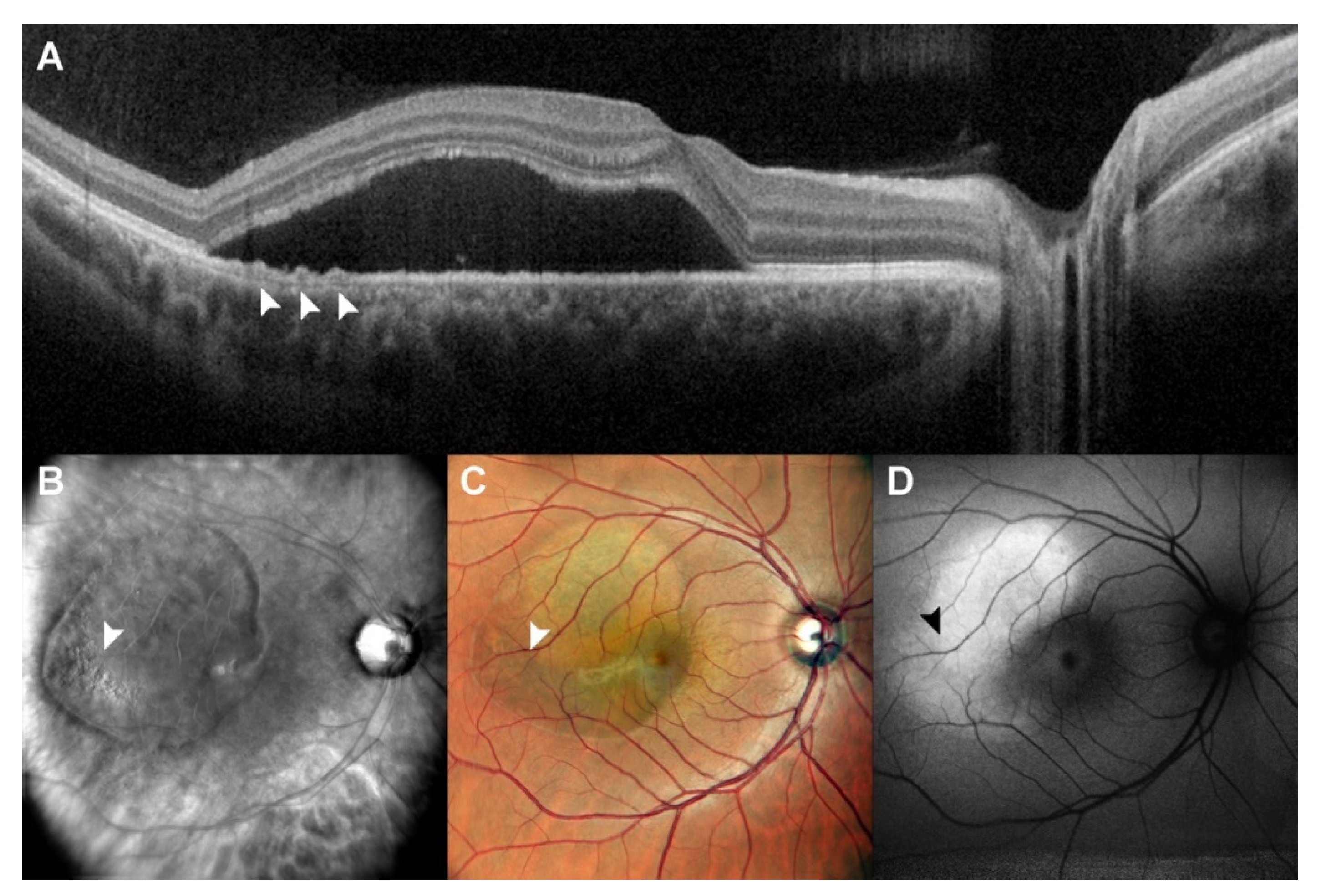 Diagnostics 12 02638 g001