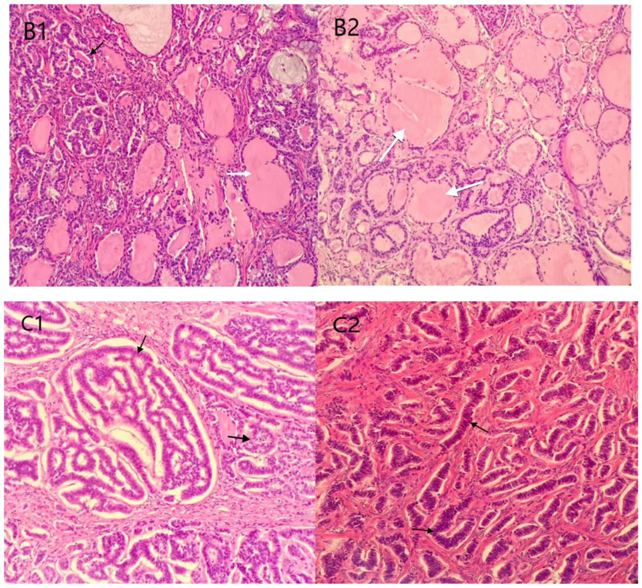 Diagnostics 12 02706 g002b Diagnostics 12 02706 g002b