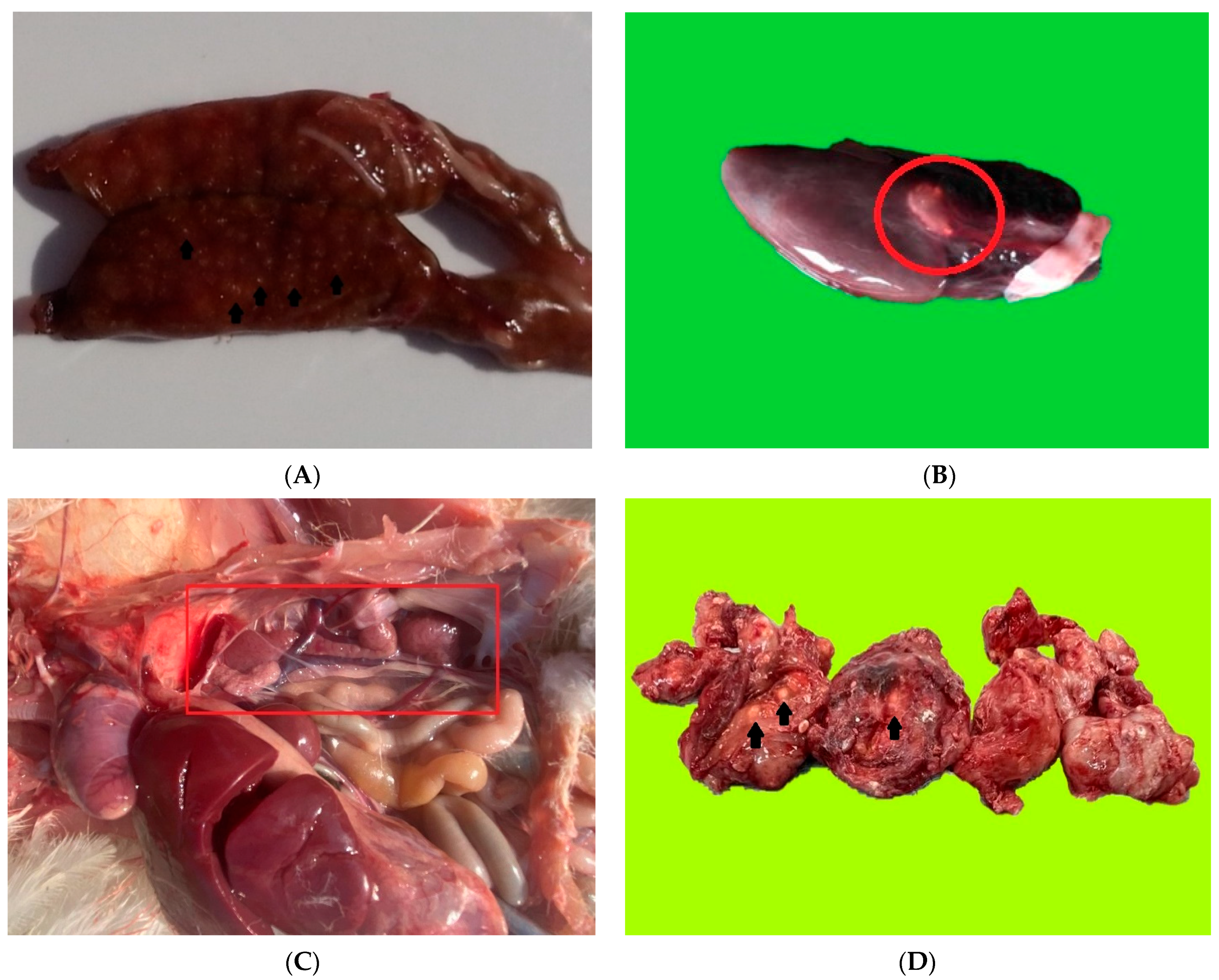 Diagnostics | Free Full-Text | Identification of Uric Acid Crystals Accumulation in Human and Animal Tissues Using Combined Morphological and Raman Spectroscopy Analysis Diagnostics | Free Full-Text | Identification of Uric Acid Crystals Accumulation in Human and Animal Tissues Using Combined Morphological and Raman Spectroscopy Analysis