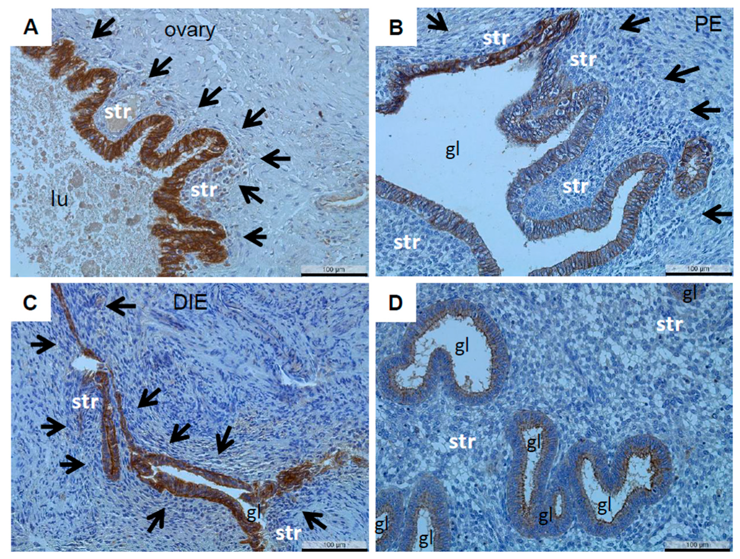 Diagnostics 12 02848 g003 Diagnostics 12 02848 g003