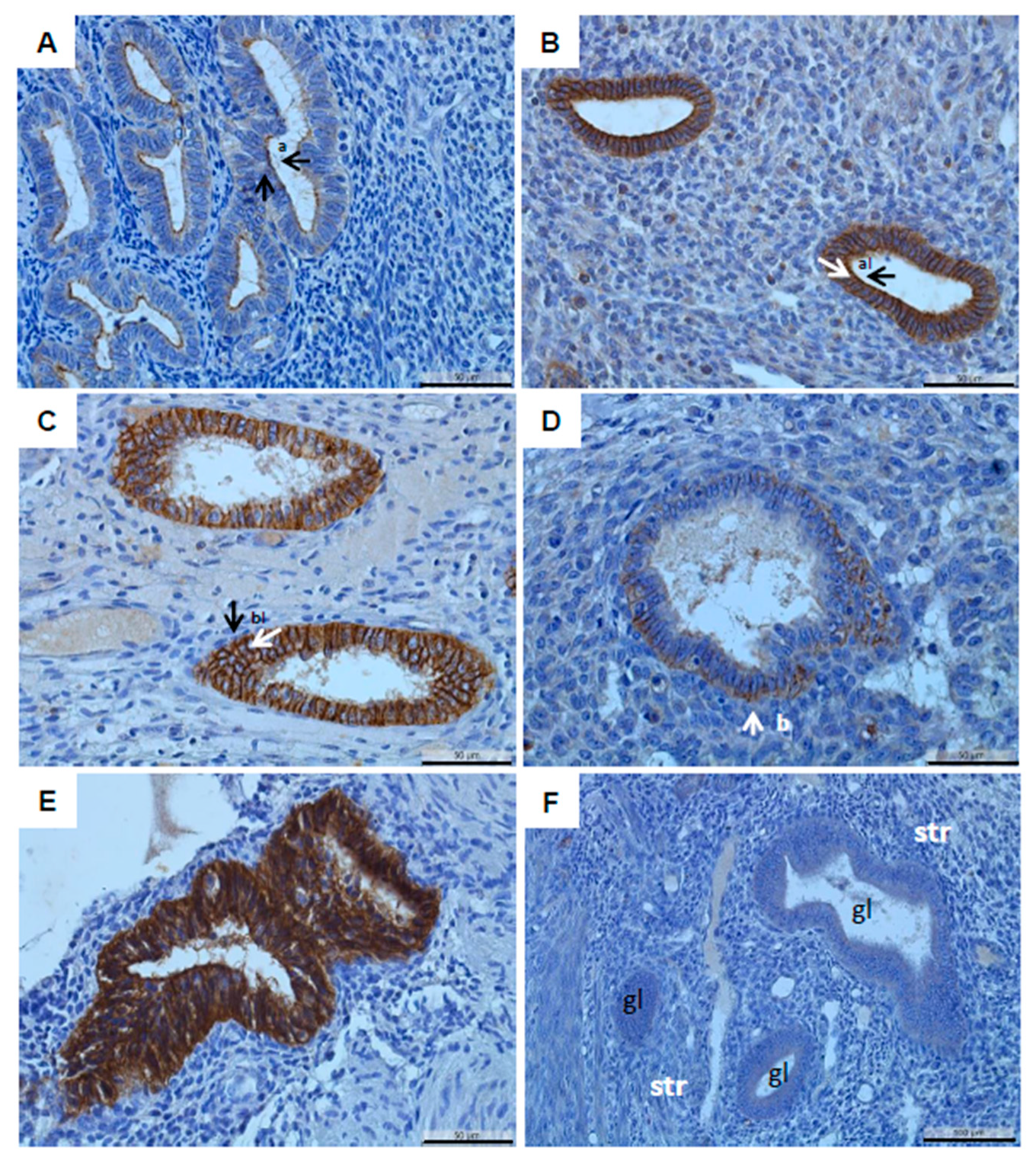 Diagnostics 12 02848 g004 Diagnostics 12 02848 g004