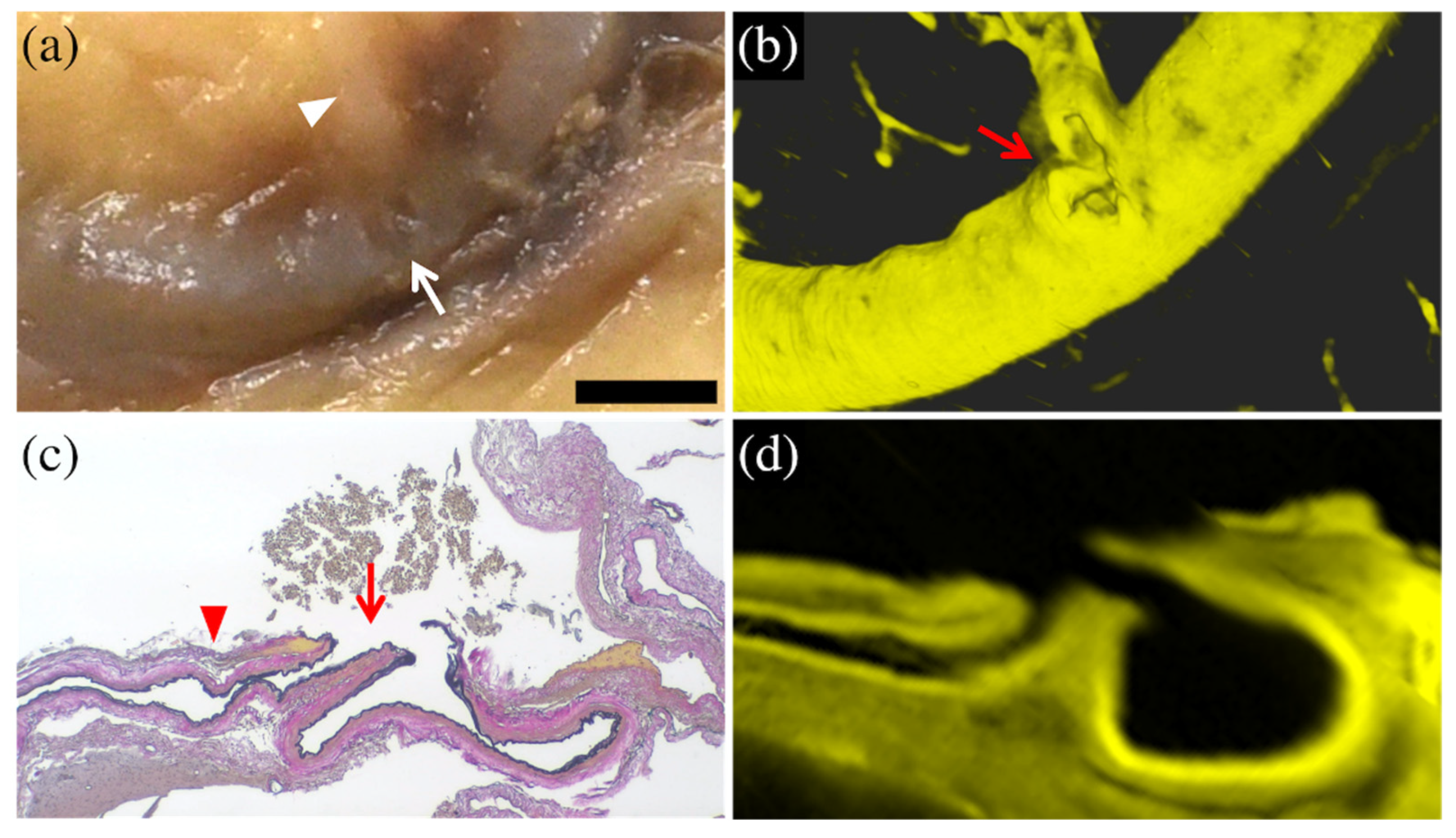 Diagnostics 12 02875 g002 Diagnostics 12 02875 g002
