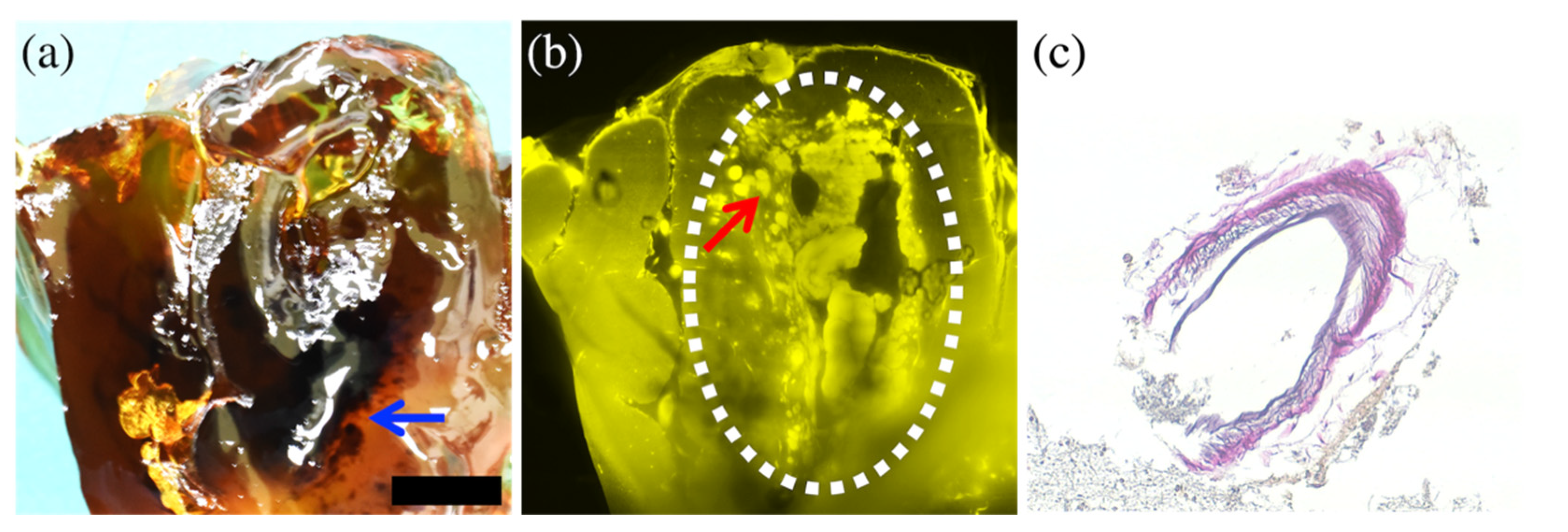 Diagnostics 12 02875 g006 Diagnostics 12 02875 g006