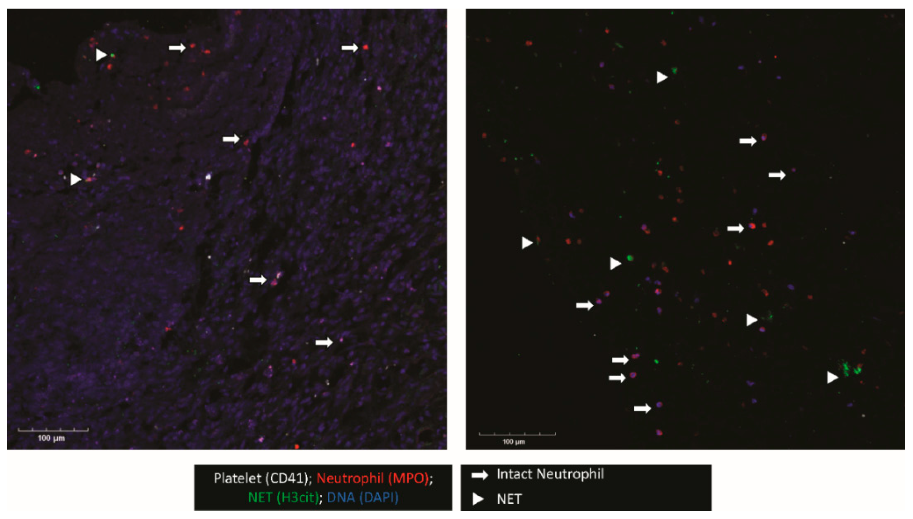 Diagnostics 12 02934 g001
