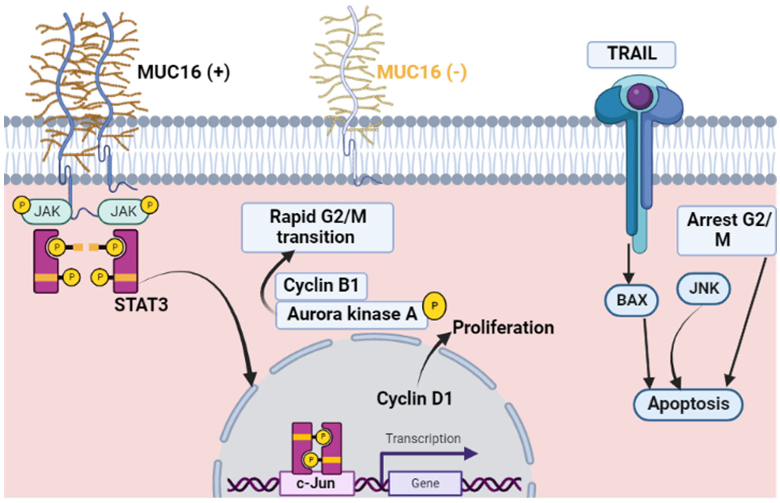 Diagnostics Free FullText The Potential Role of MUC16 (CA125
