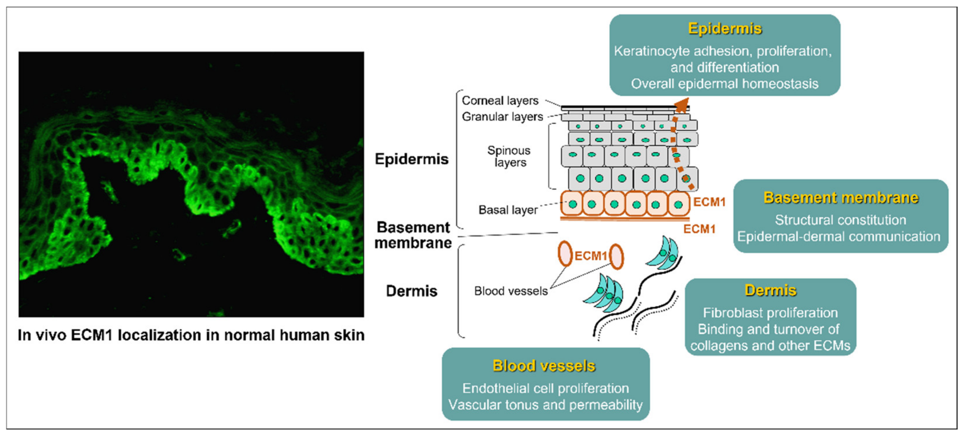 Diagnostics 12 03070 g004 Diagnostics 12 03070 g004