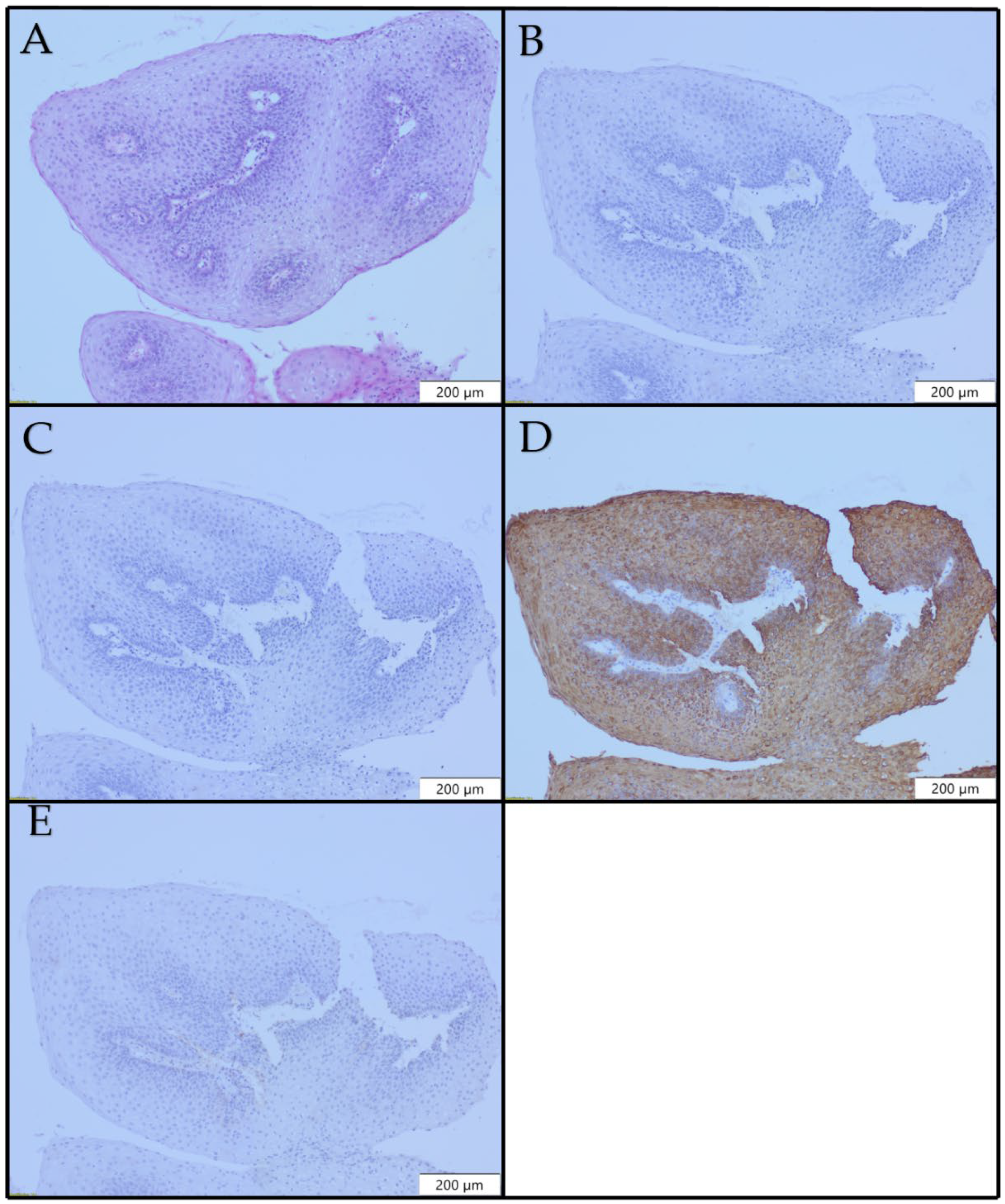 Diagnostics 12 03203 g002 Diagnostics 12 03203 g002