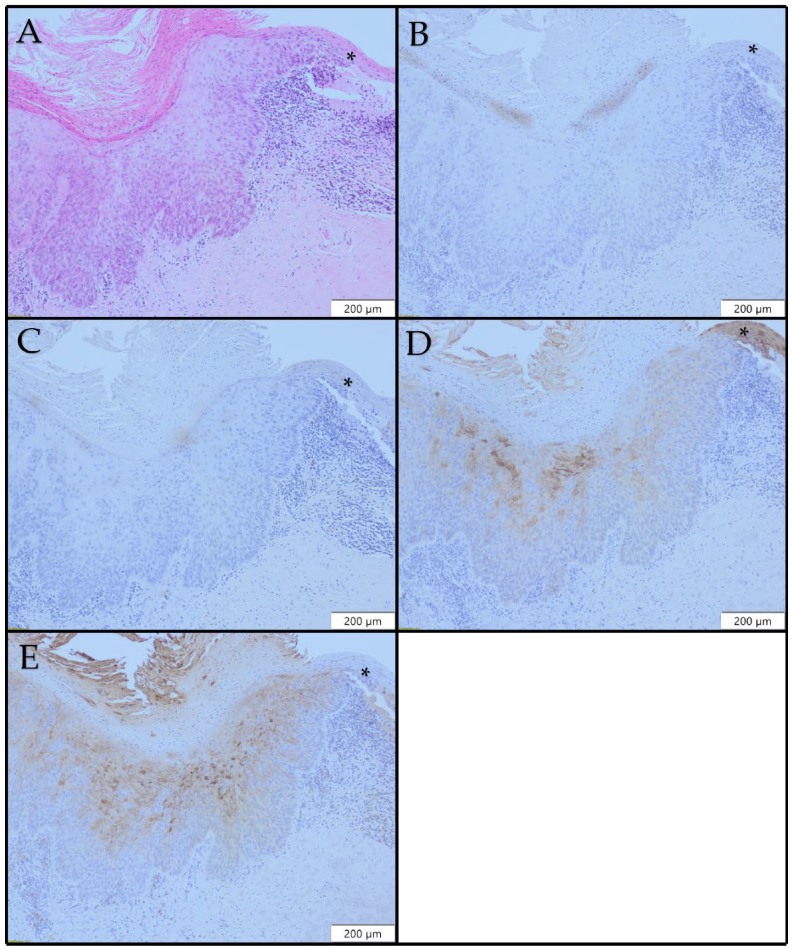 Diagnostics 12 03203 g004 Diagnostics 12 03203 g004