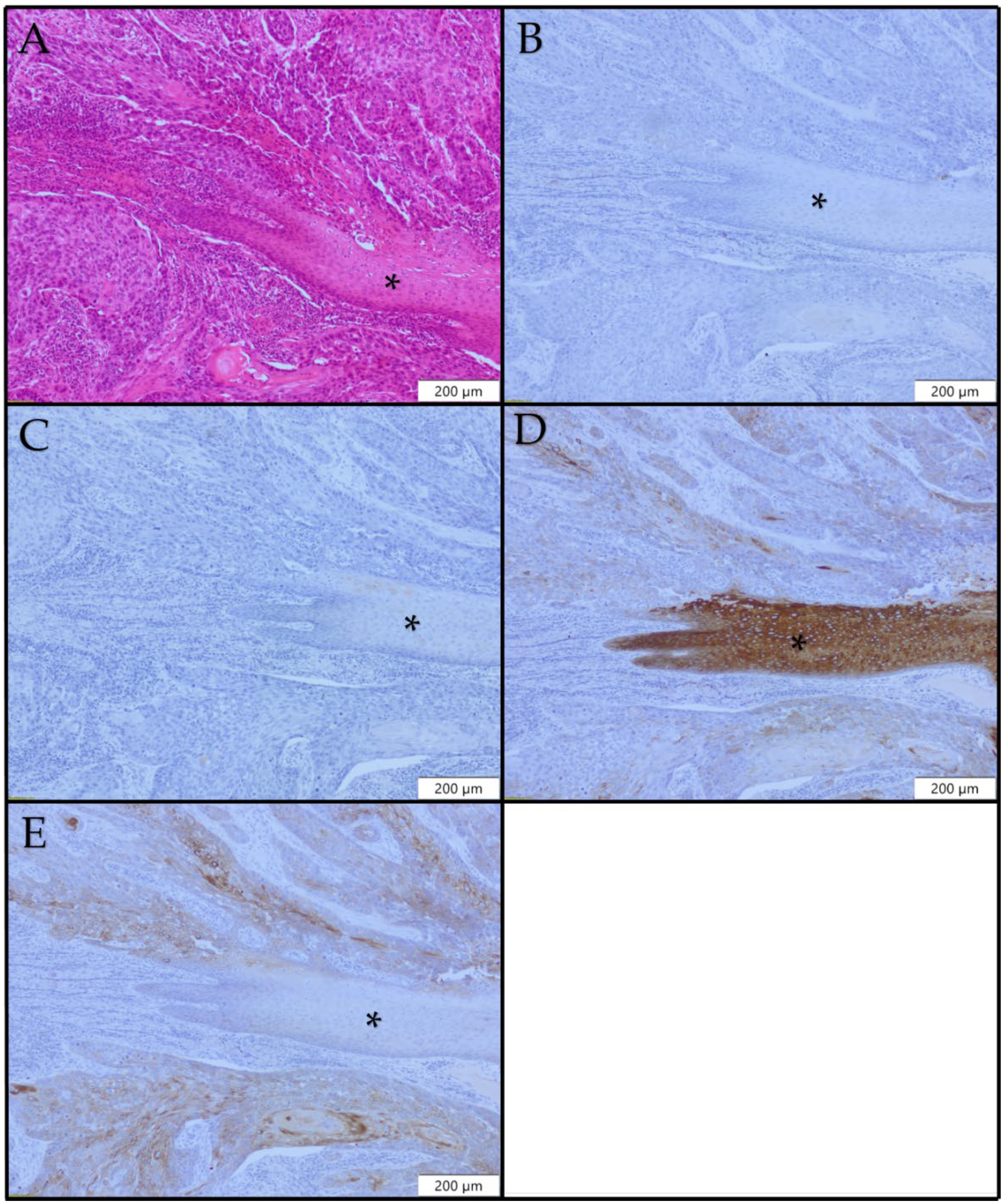 Diagnostics 12 03203 g005 Diagnostics 12 03203 g005