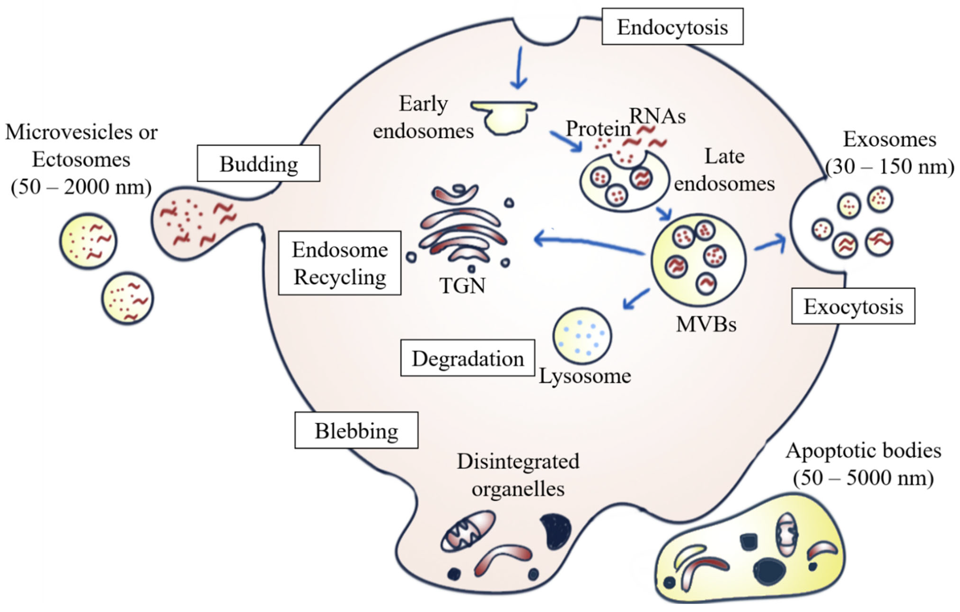Diagnostics 13 00022 g001 Diagnostics 13 00022 g001