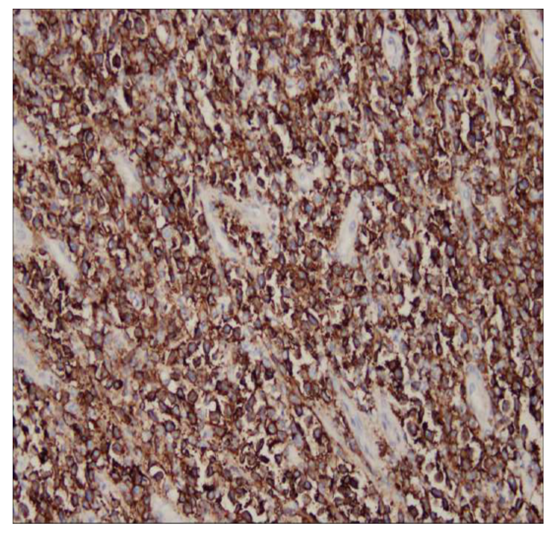 Diagnostics 13 00035 g005 550