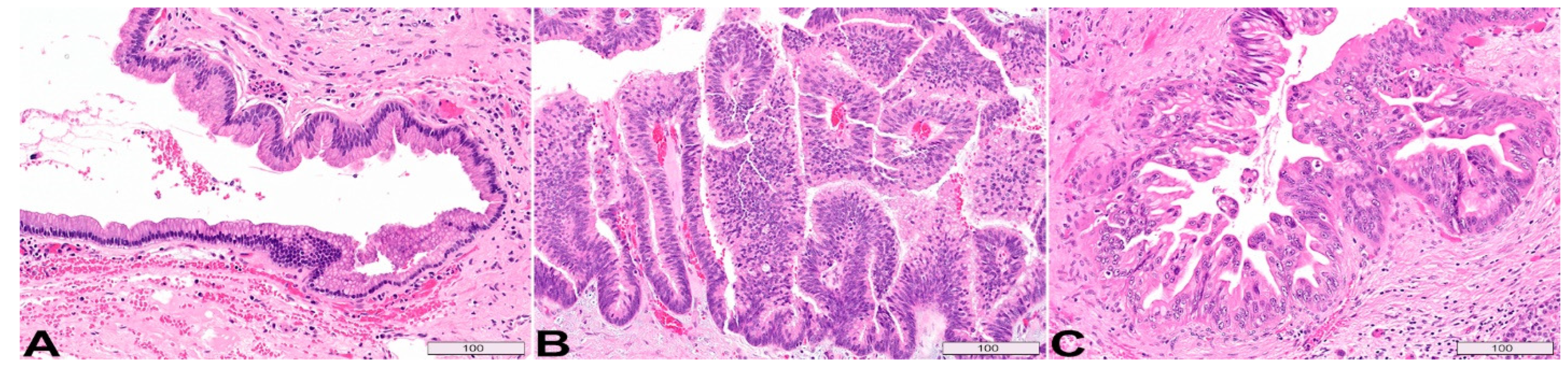 Diagnostics 13 00065 g003 Diagnostics 13 00065 g003