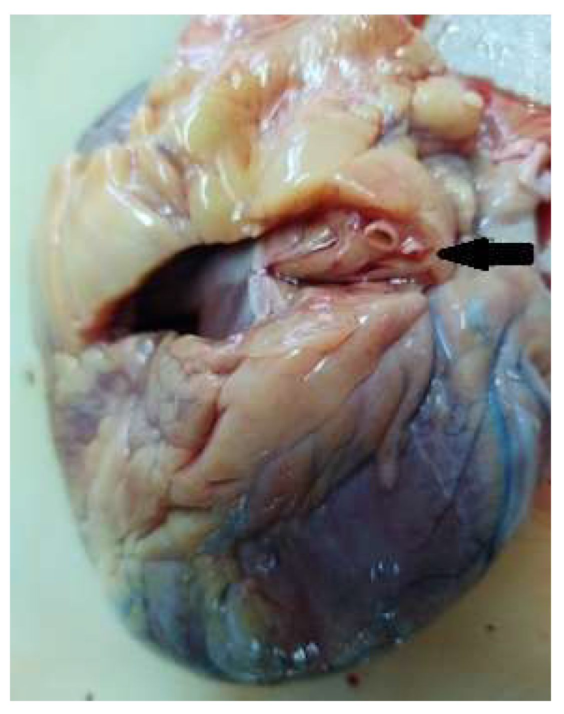 Diagnostics 13 00142 g001 Diagnostics 13 00142 g001