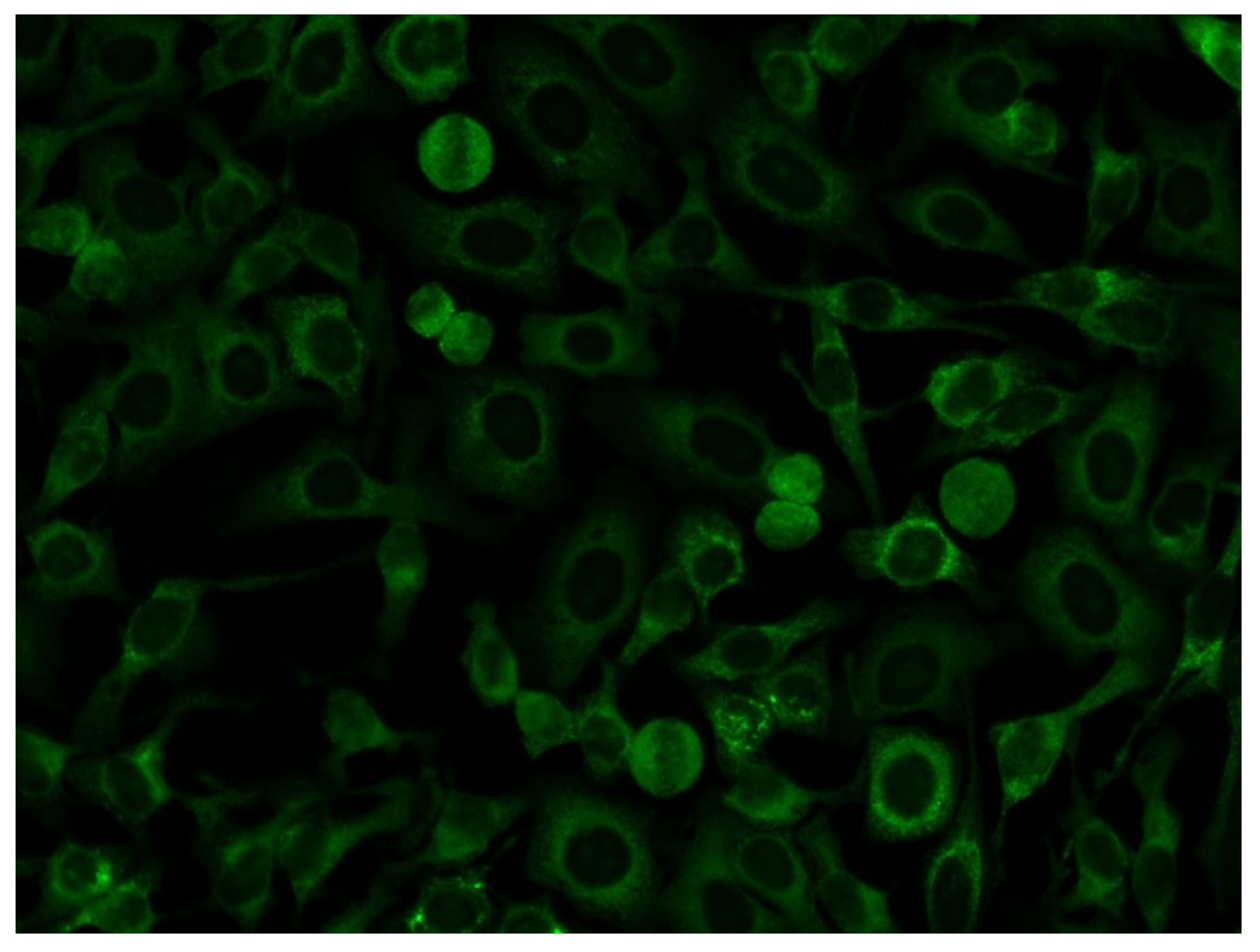 Diagnostics 13 00156 g004 Diagnostics 13 00156 g004