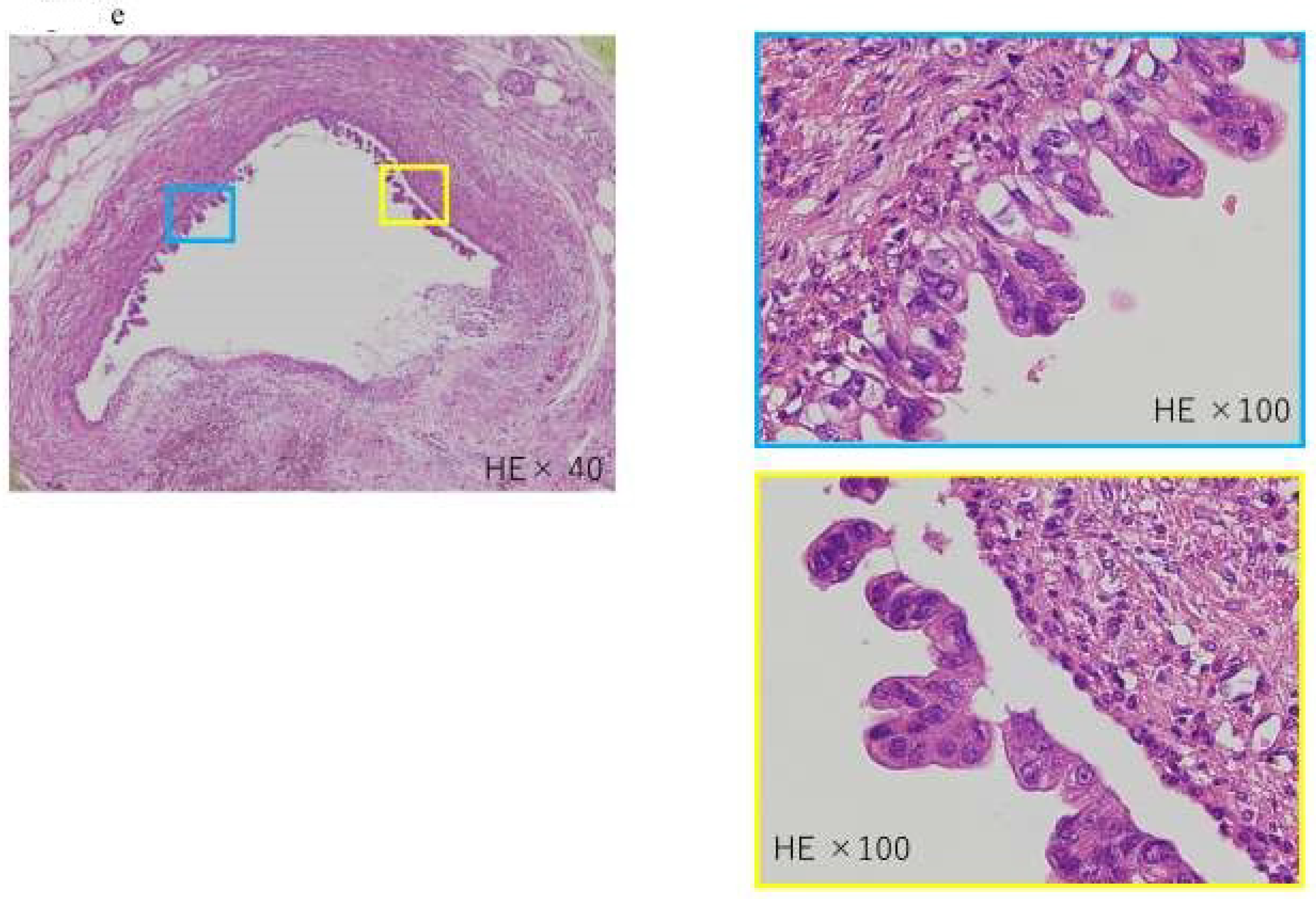 Diagnostics 13 00215 g004b