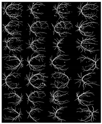 Diagnostics 13 00342 i011