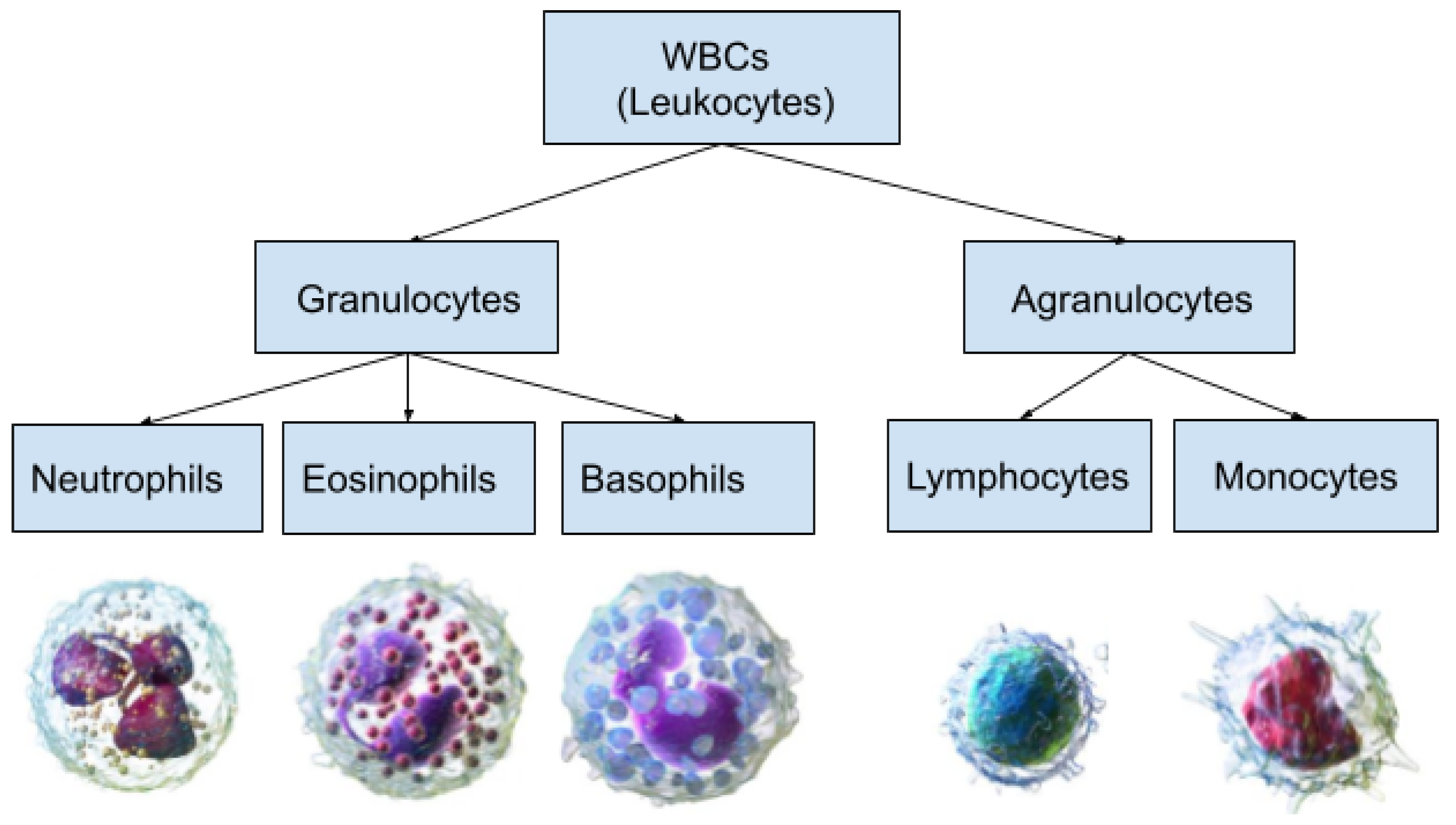 Dangers Of High Low White Blood Cells Underlying Factors 57 OFF