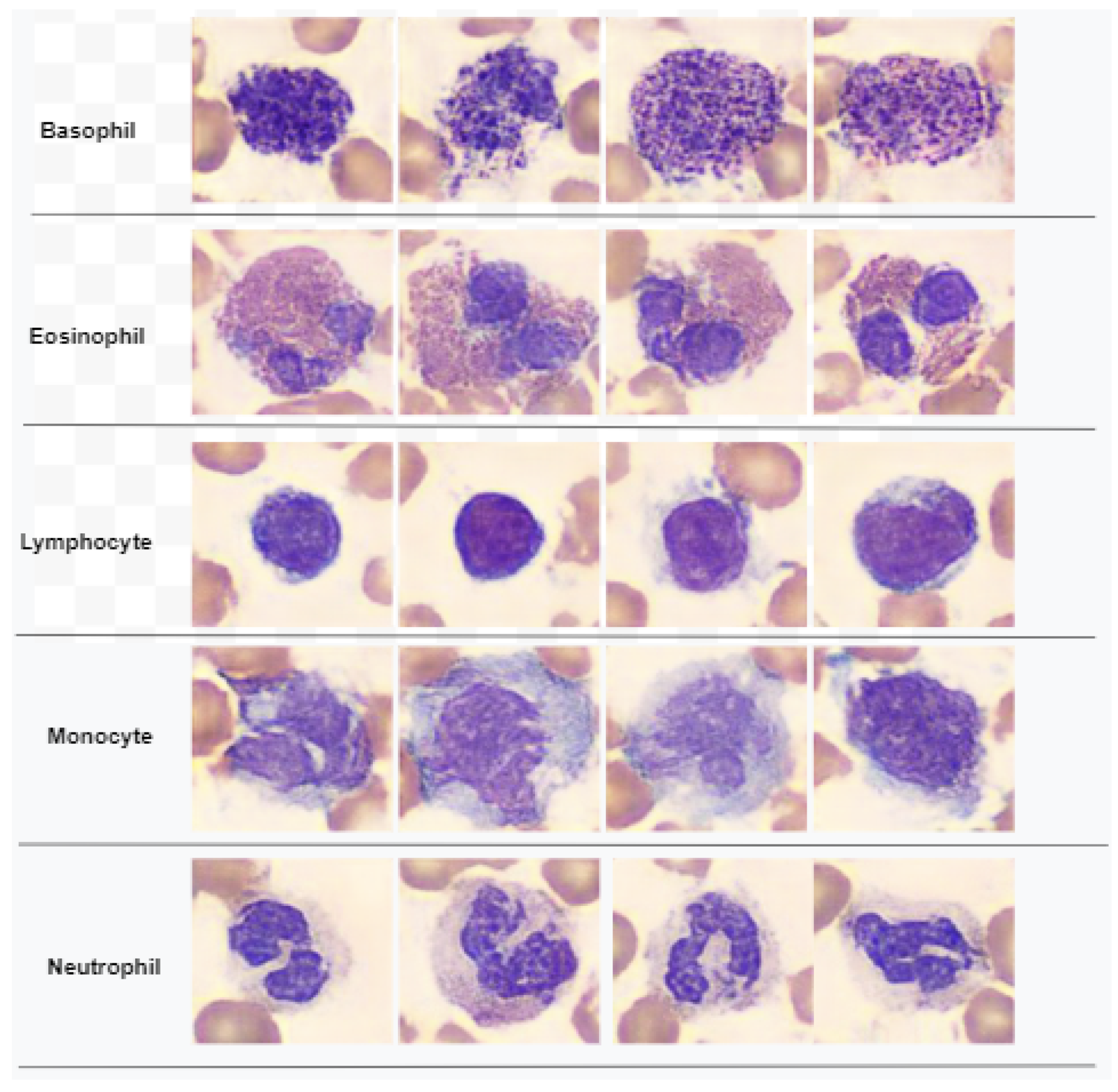 Diagnostics 13 00352 g002