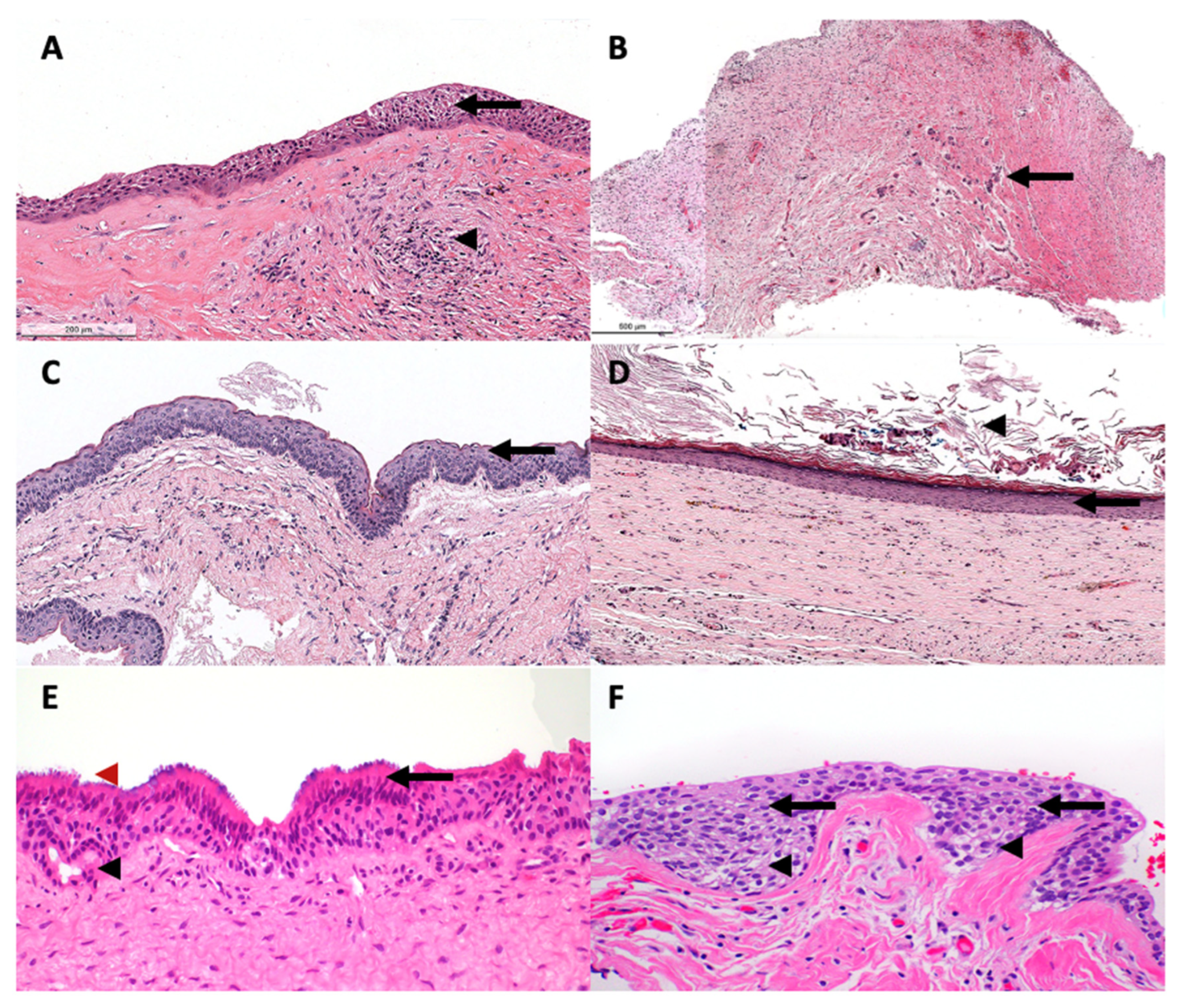 Diagnostics 13 00355 g001