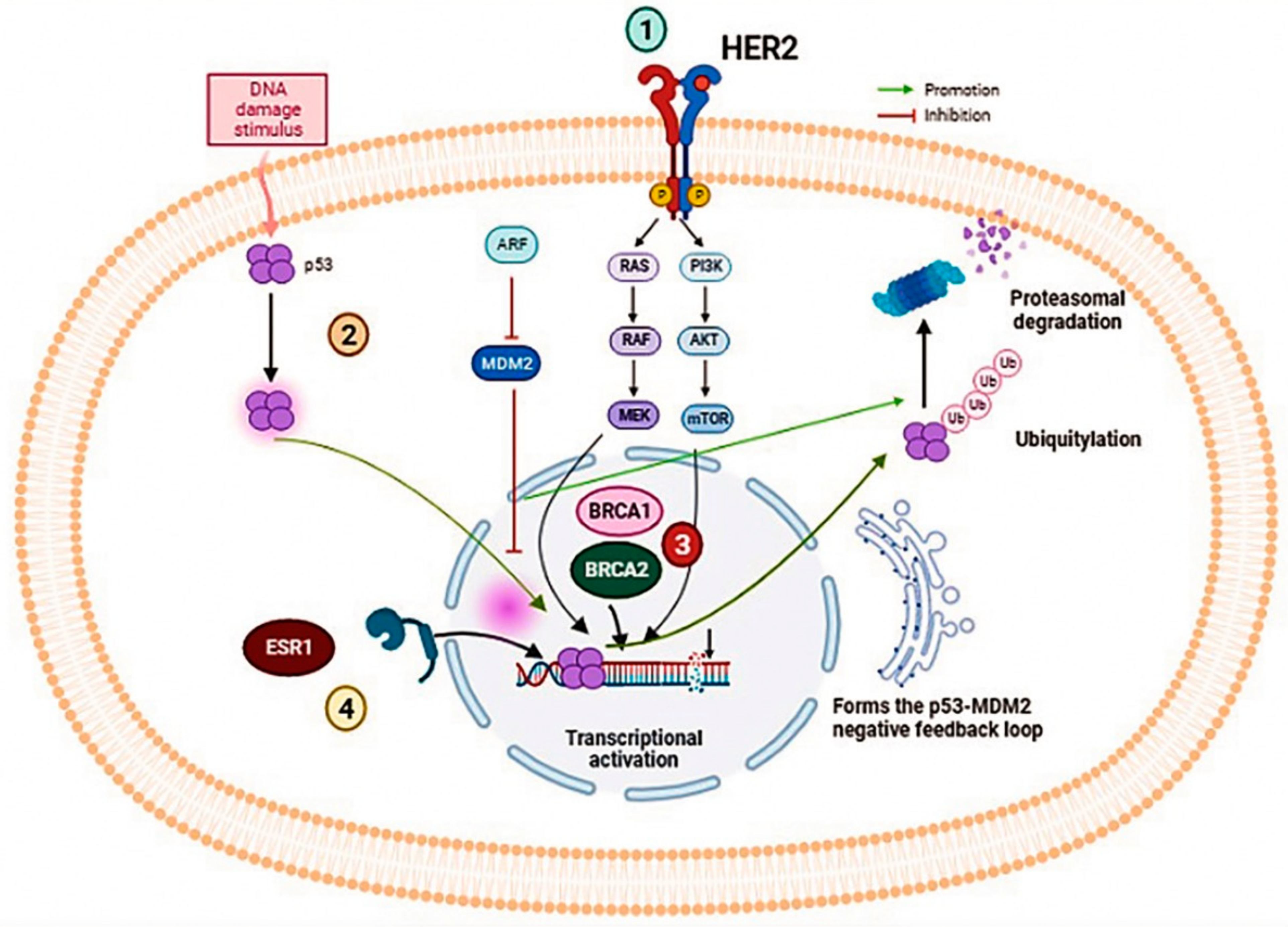 Noninvasive assessment of characteristics of novel anti-HER2