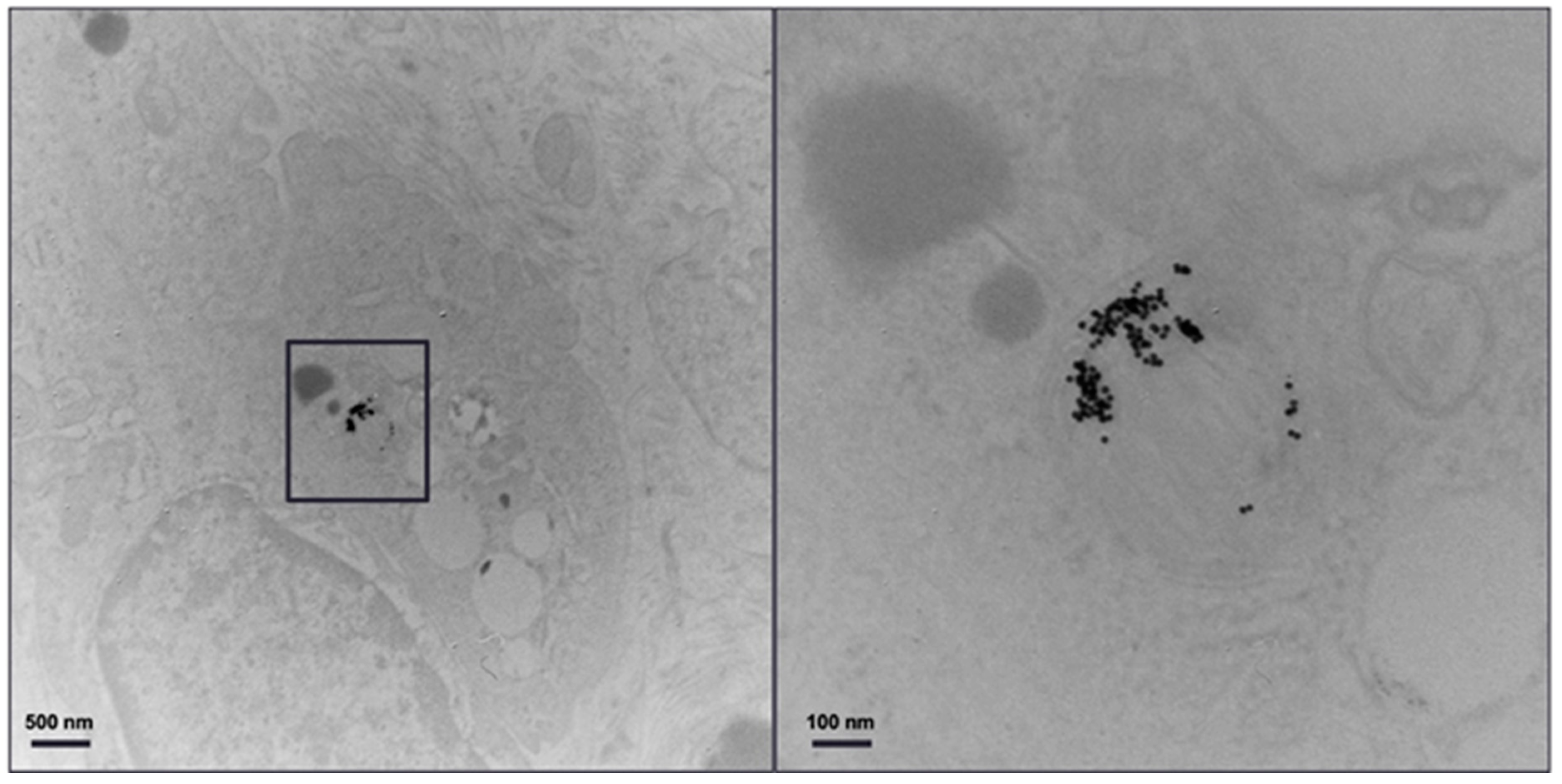 Diagnostics 13 00499 g011 Diagnostics 13 00499 g011