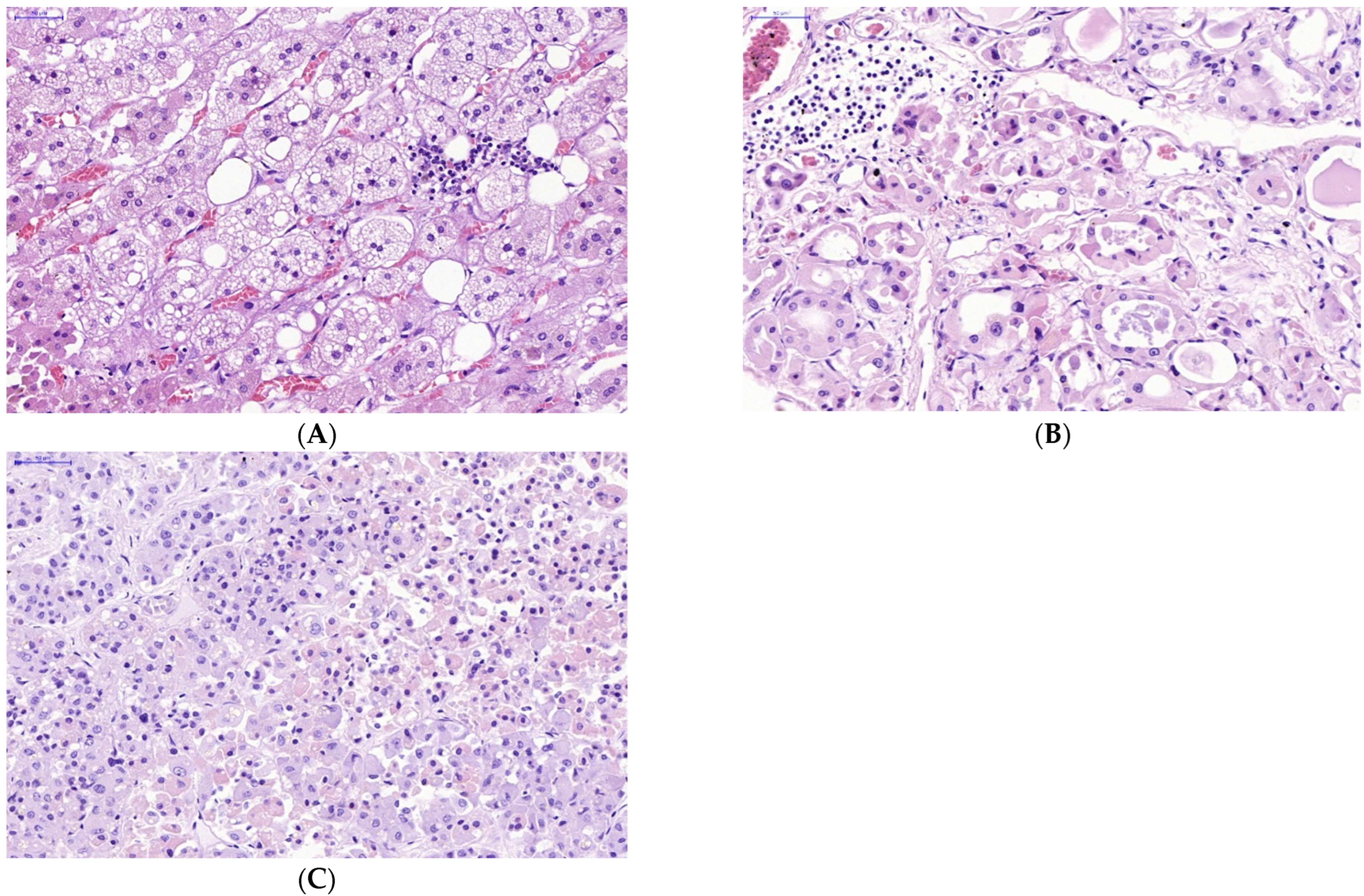 Diagnostics 13 00522 g003 Diagnostics 13 00522 g003