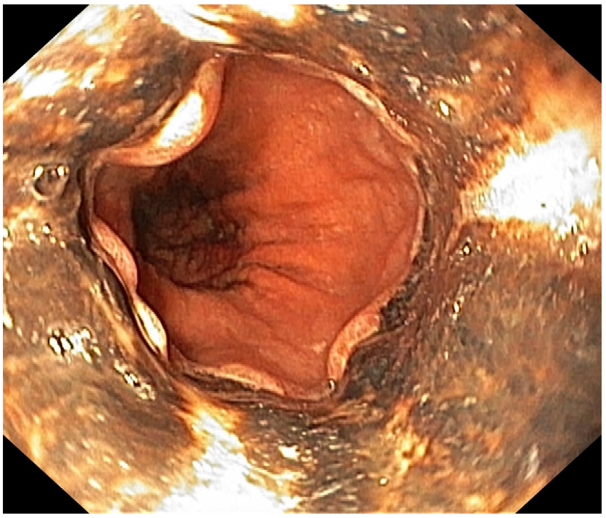 Diagnostics 13 00562 g002