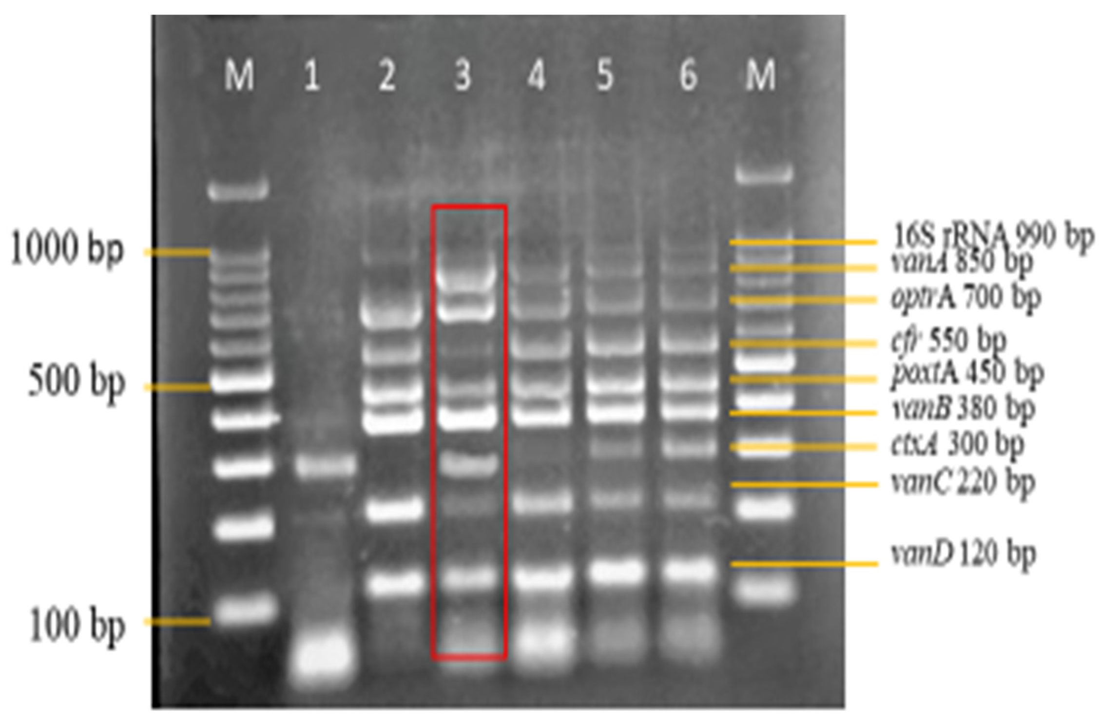 Diagnostics 13 00722 g005