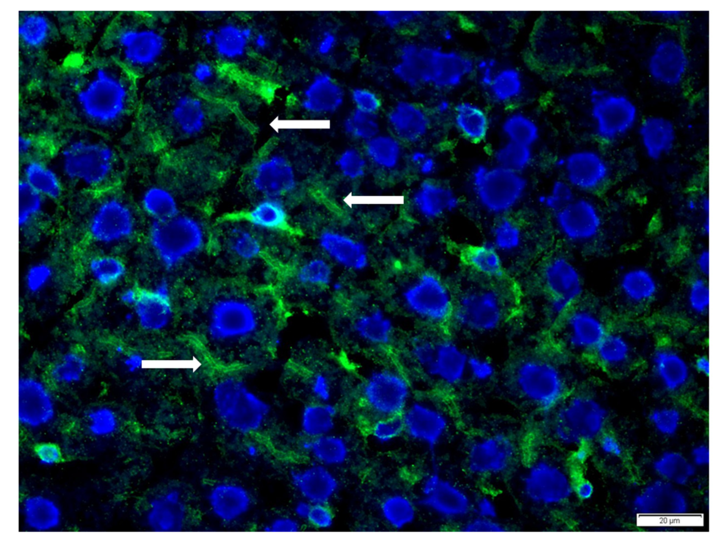 Diagnostics 13 00768 g001 Diagnostics 13 00768 g001