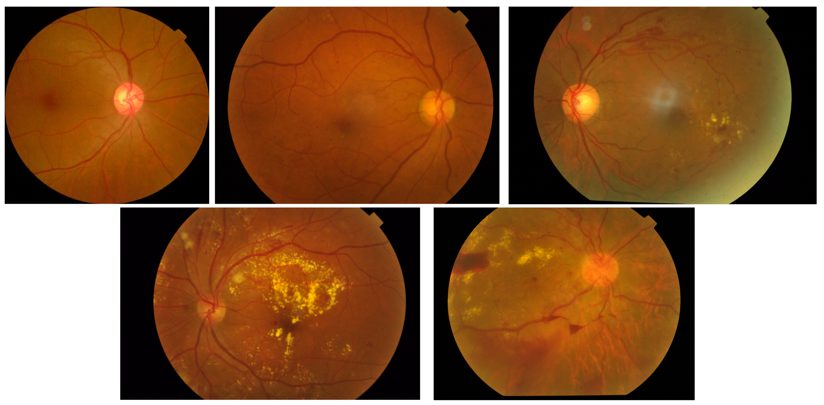 Diagnostics 13 00774 g002