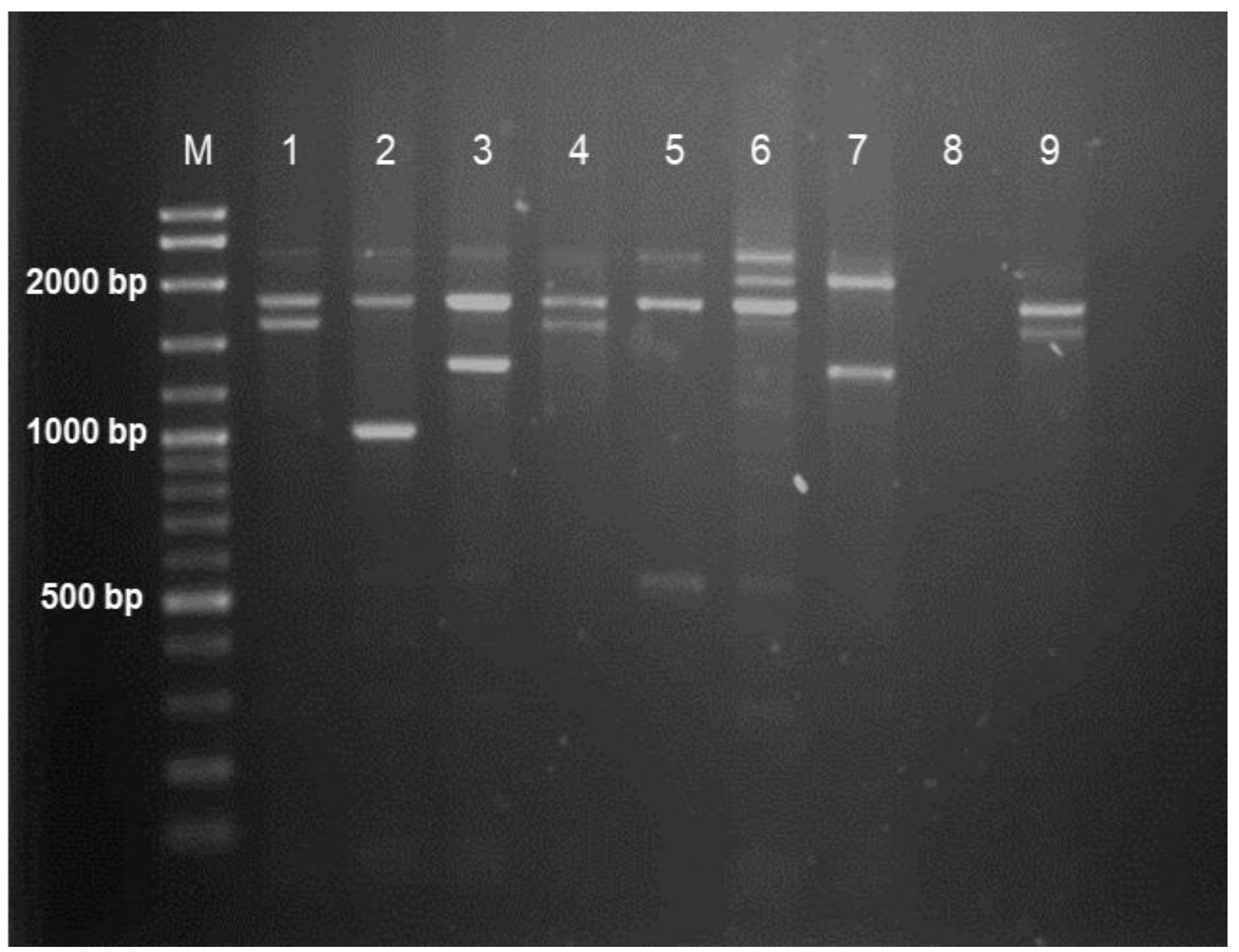 Diagnostics 13 00894 g001