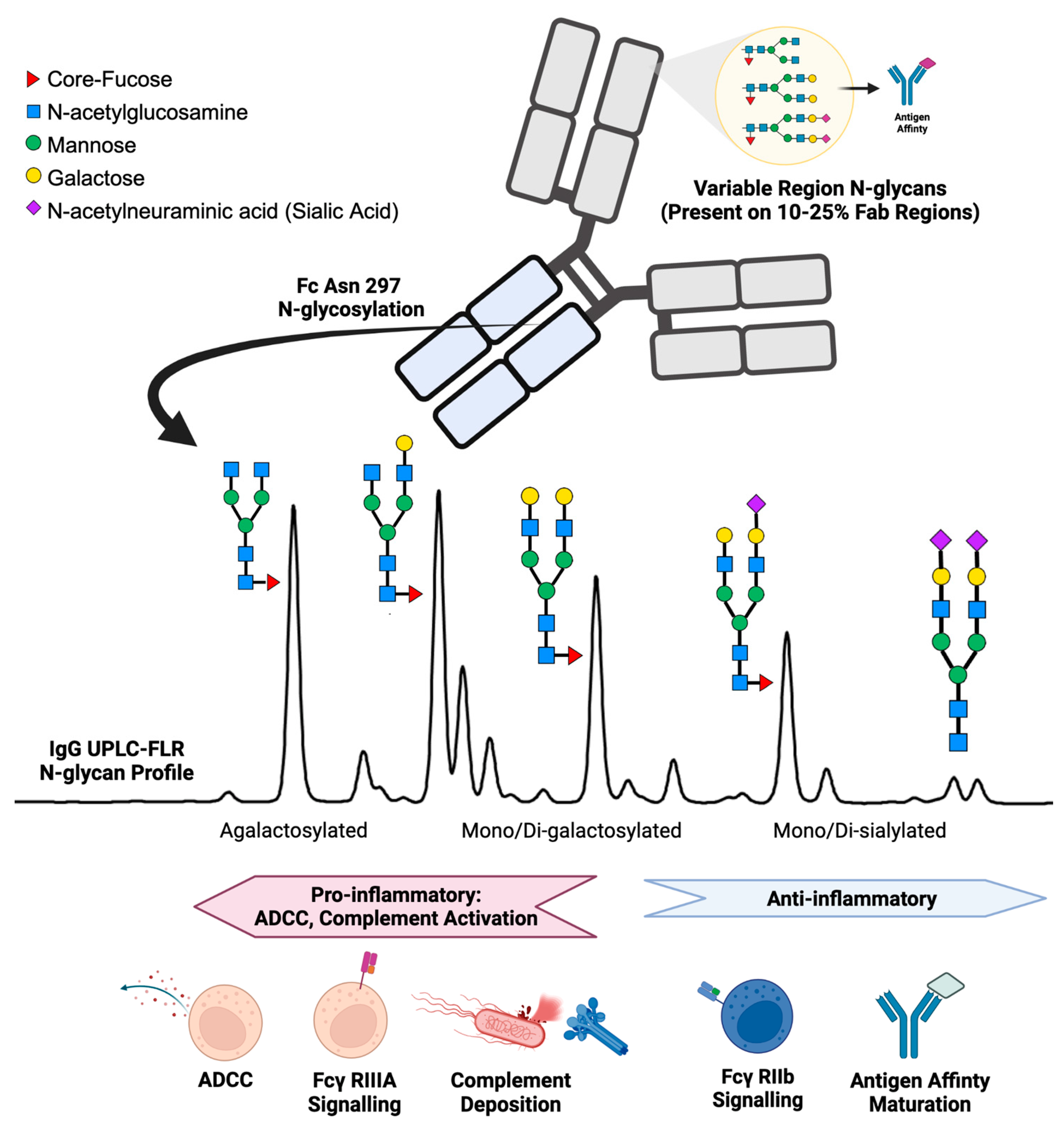 Qualitative and Quantitative Analyses for Protein Glycosylation