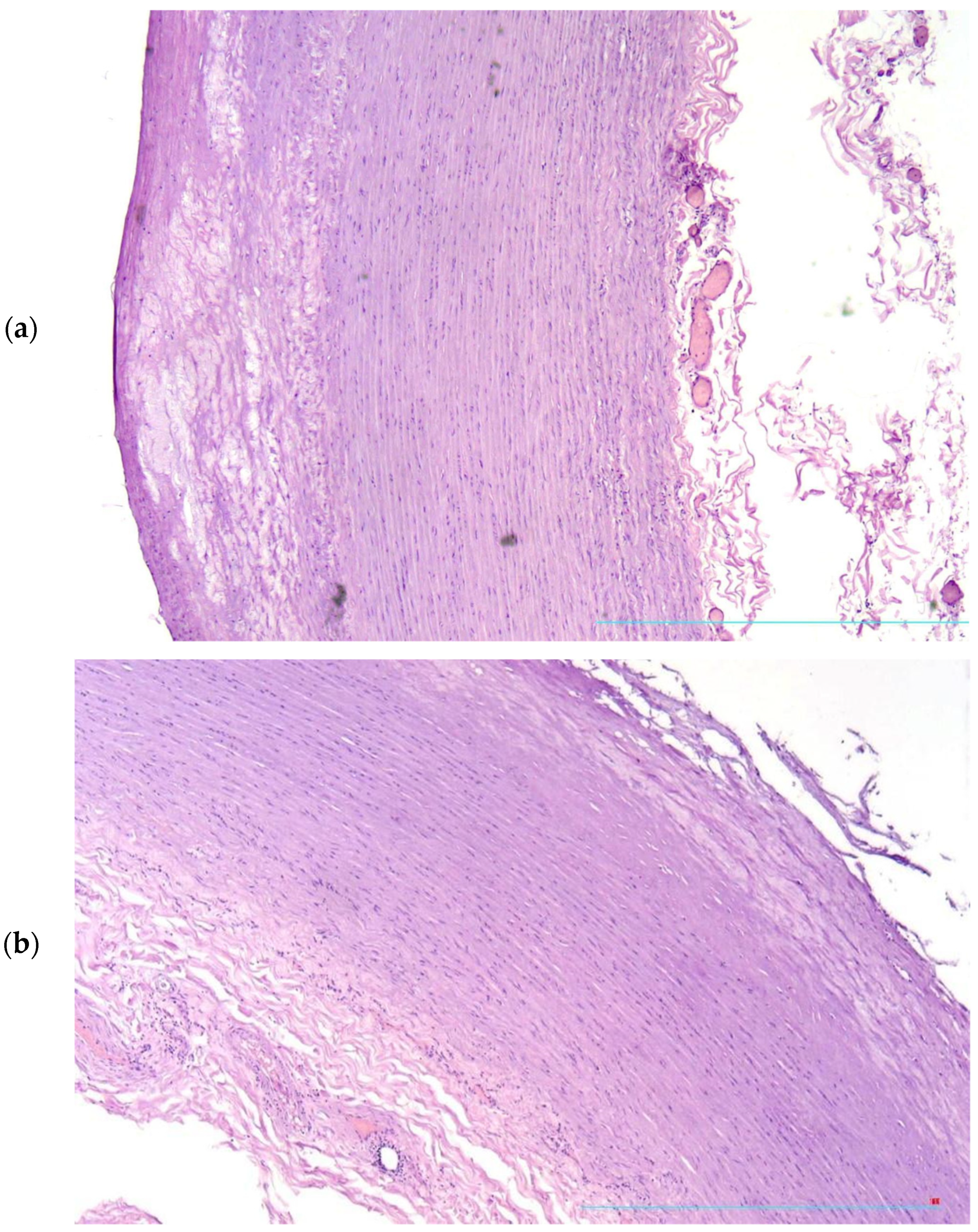 Diagnostics 13 01097 g001 Diagnostics 13 01097 g001