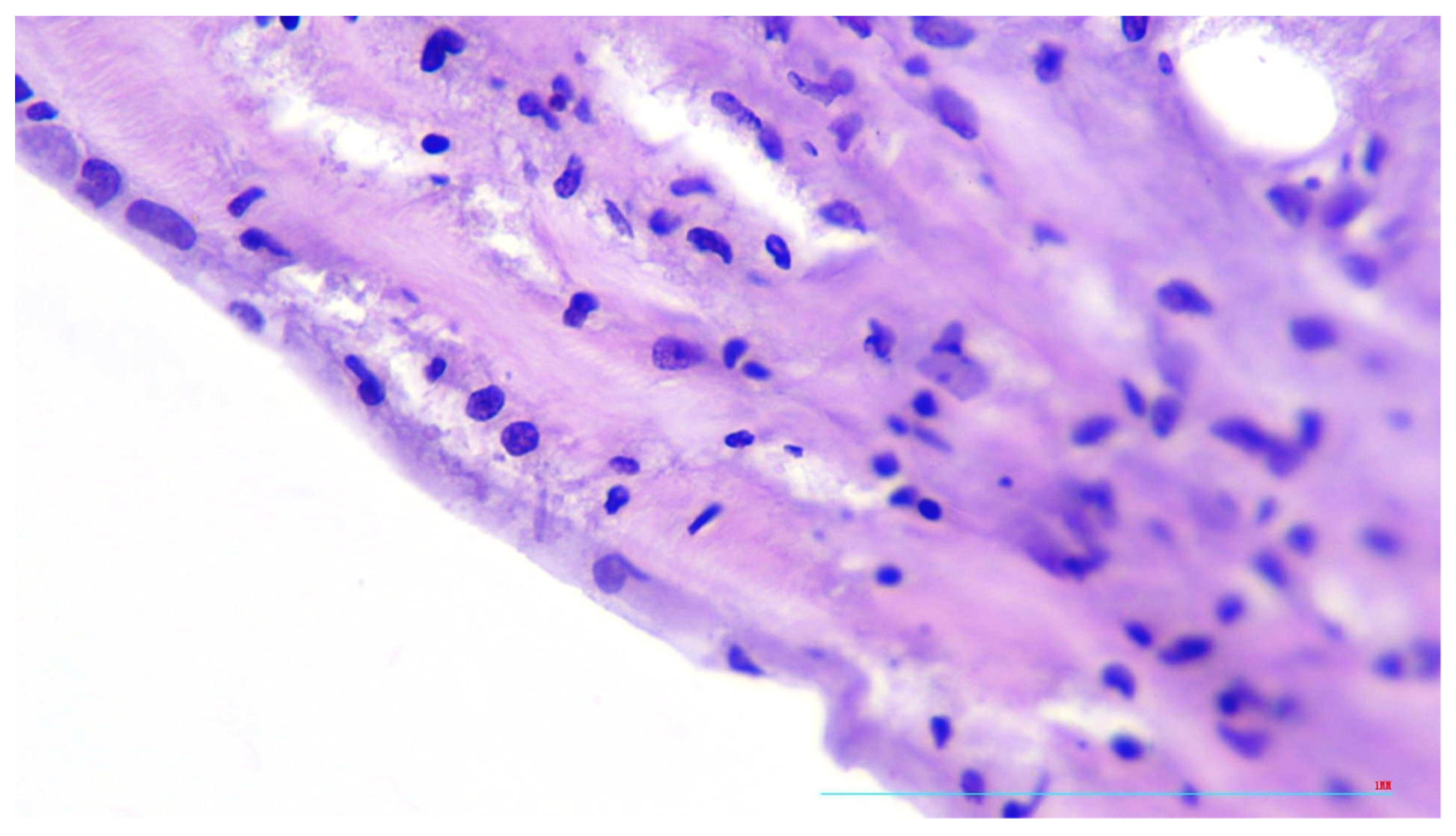 Diagnostics 13 01097 g006 Diagnostics 13 01097 g006