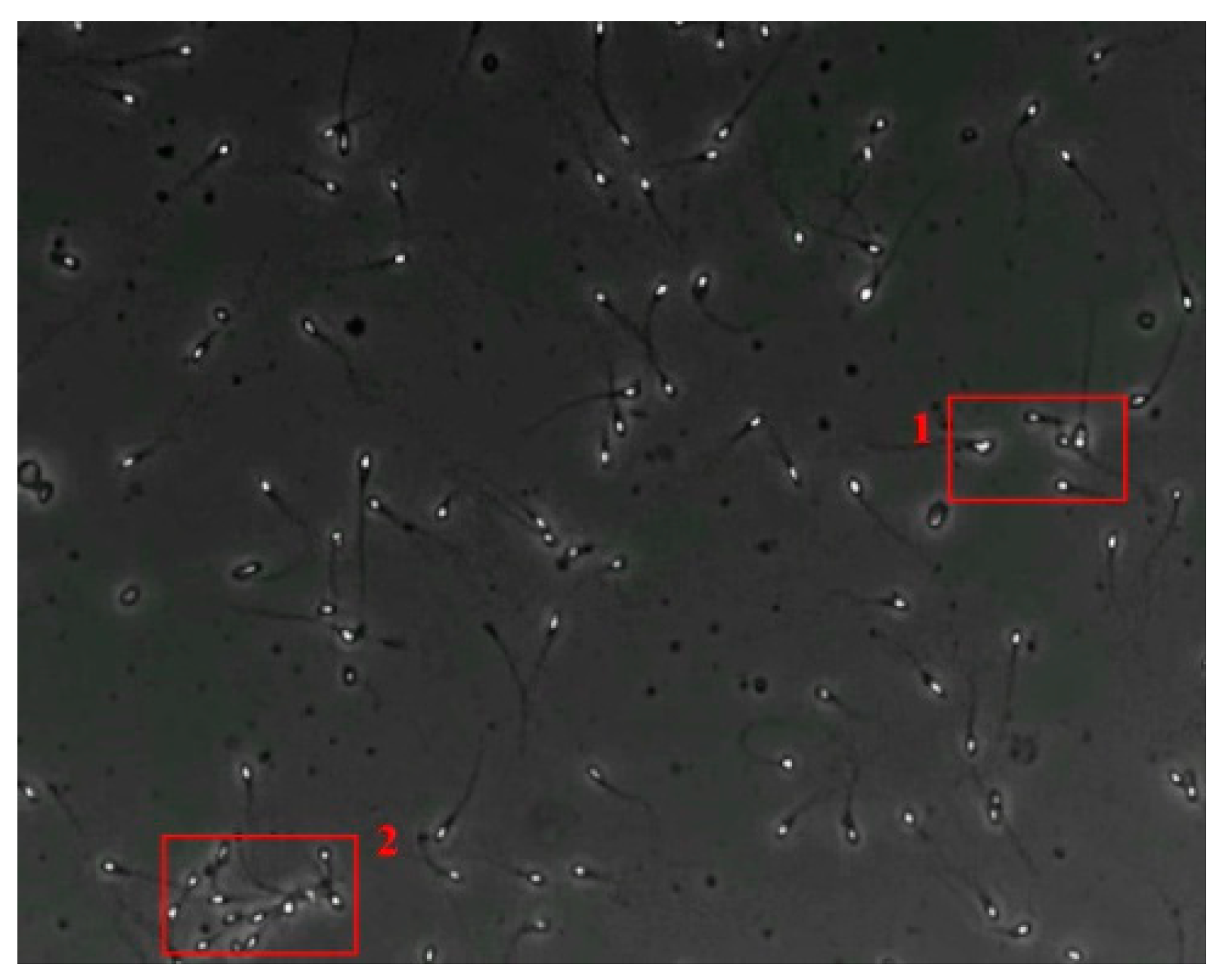 Diagnostics 13 01100 g005 Diagnostics 13 01100 g005