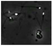 Diagnostics 13 01100 i009 Diagnostics 13 01100 i009