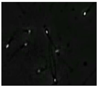 Diagnostics 13 01100 i013 Diagnostics 13 01100 i013