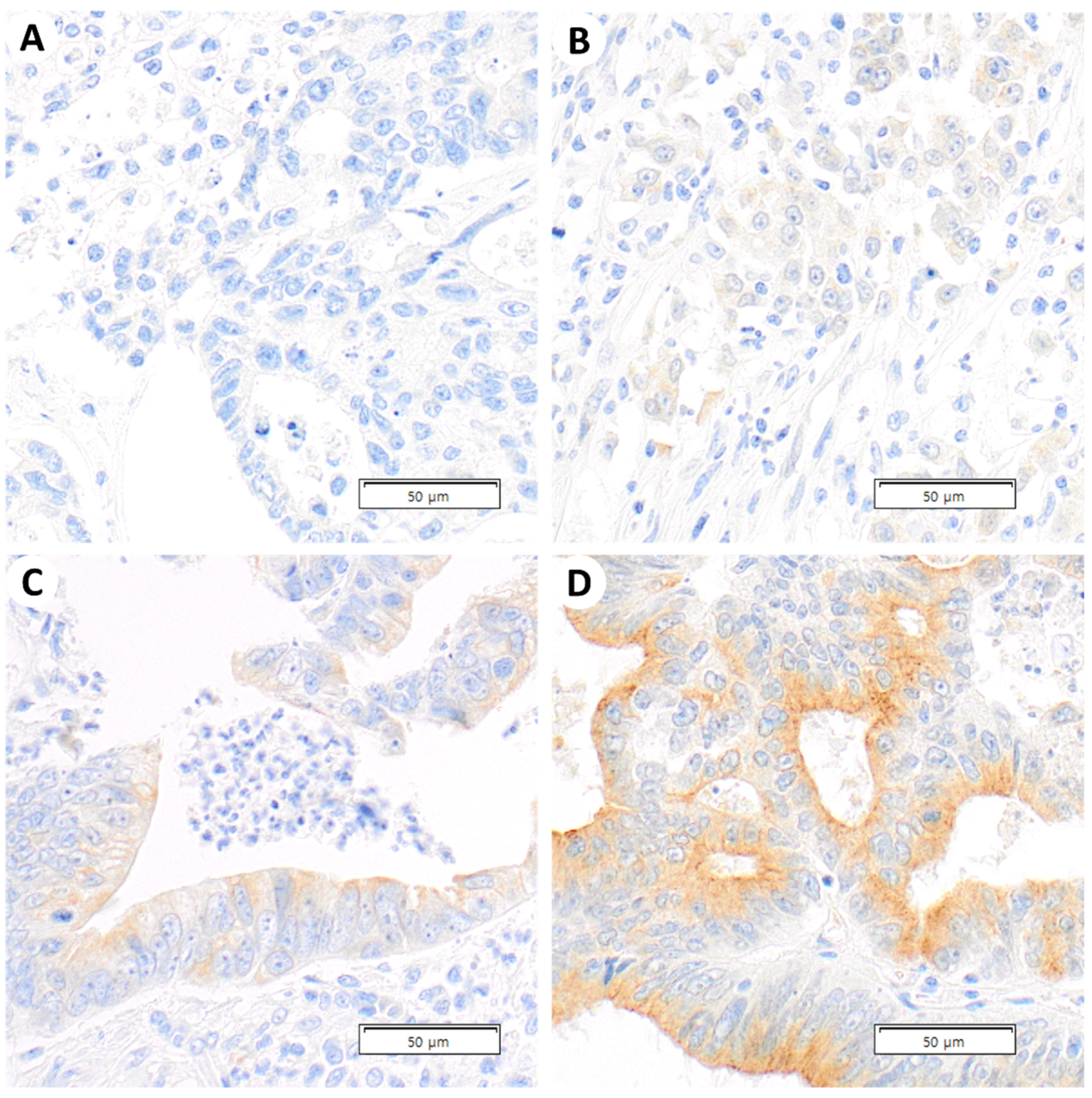 Diagnostics 13 01140 g001 Diagnostics 13 01140 g001