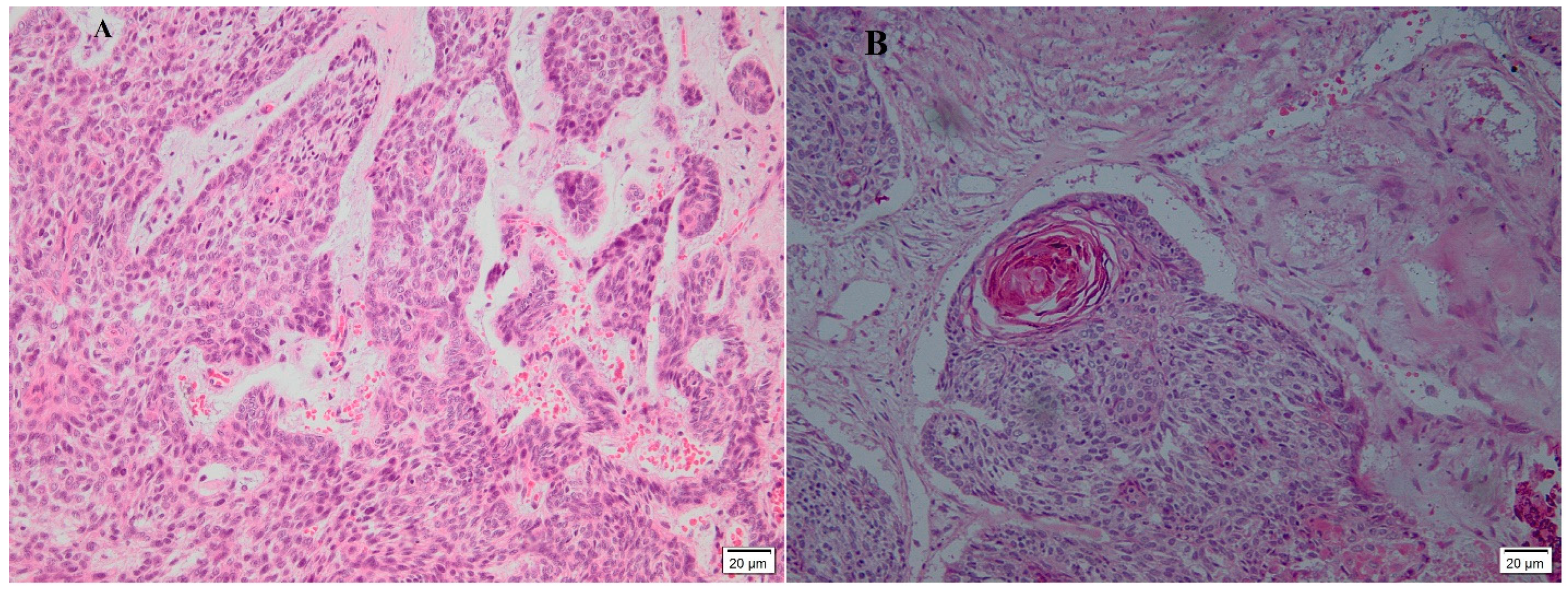 Diagnostics 13 01271 g002