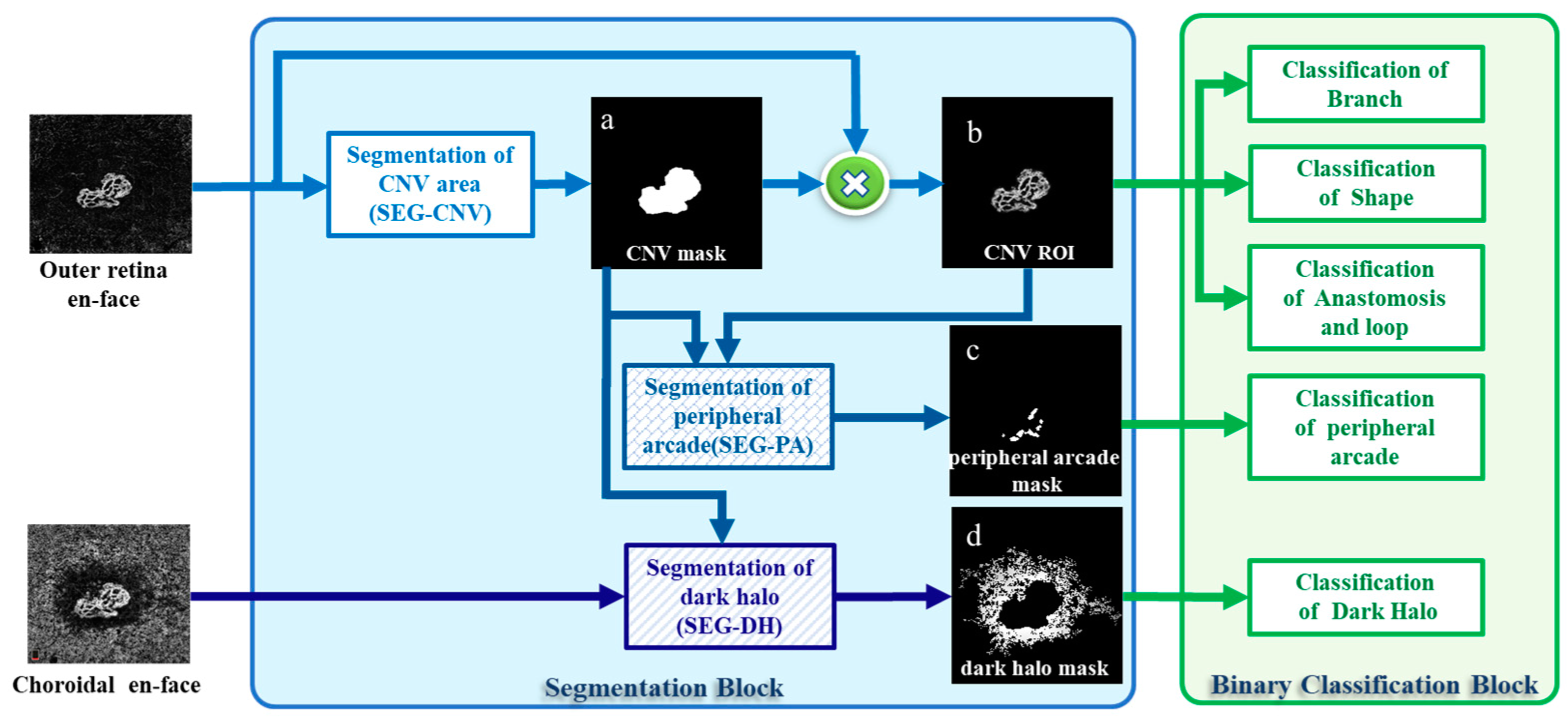 Github mahsavali cnv segmentation classification octa cnv net