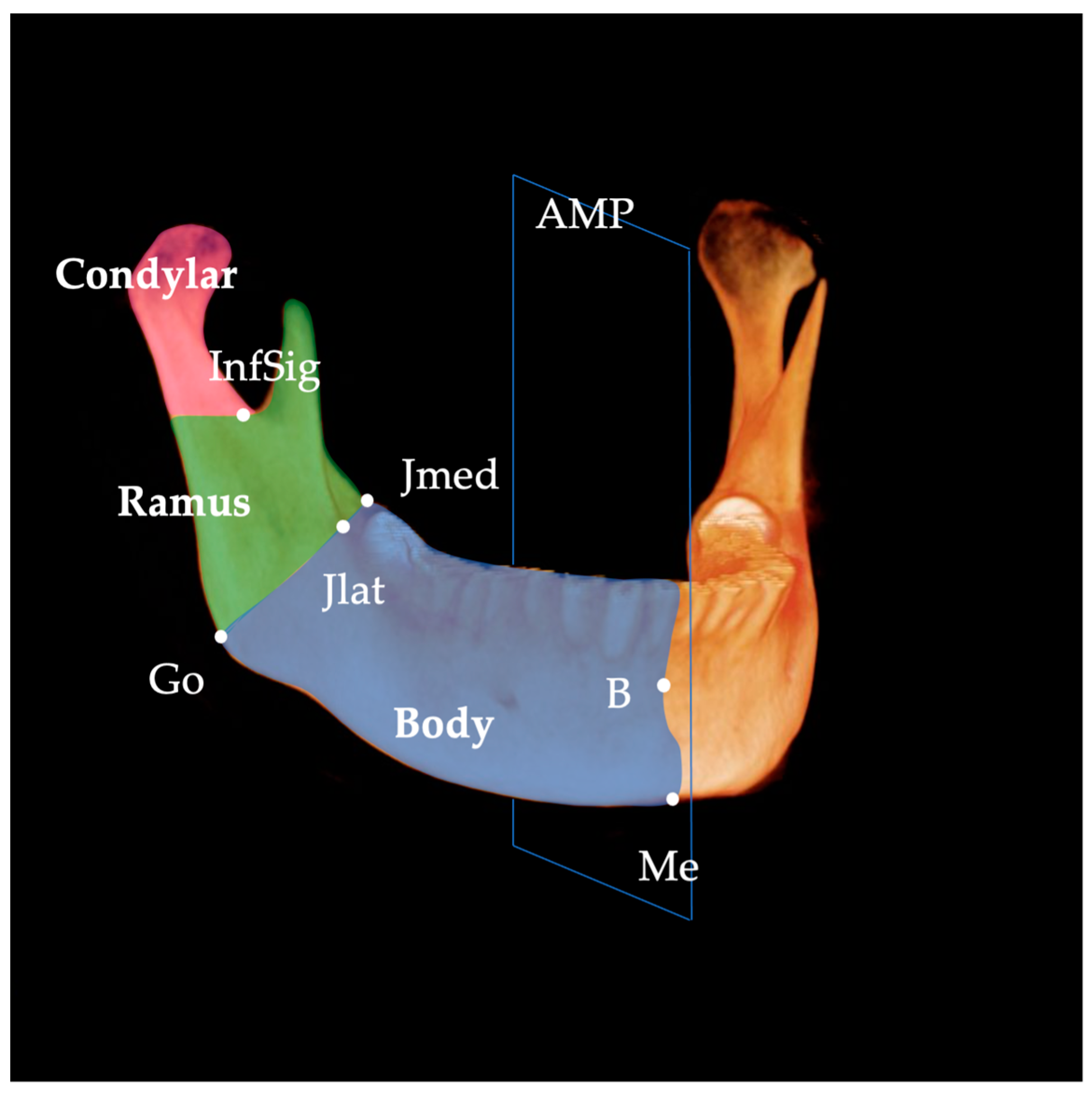 Mandibular Body Biology Diagrams
