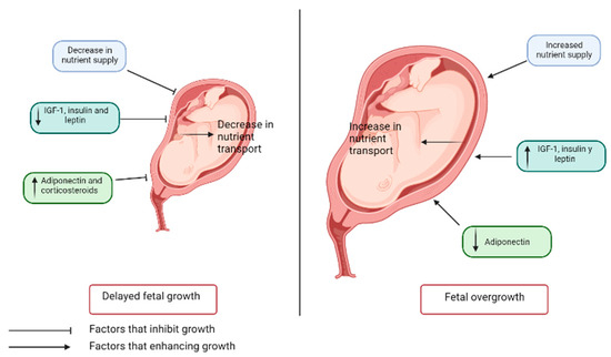 Influence of Adipose Tissue on Early Metabolic Programming ...